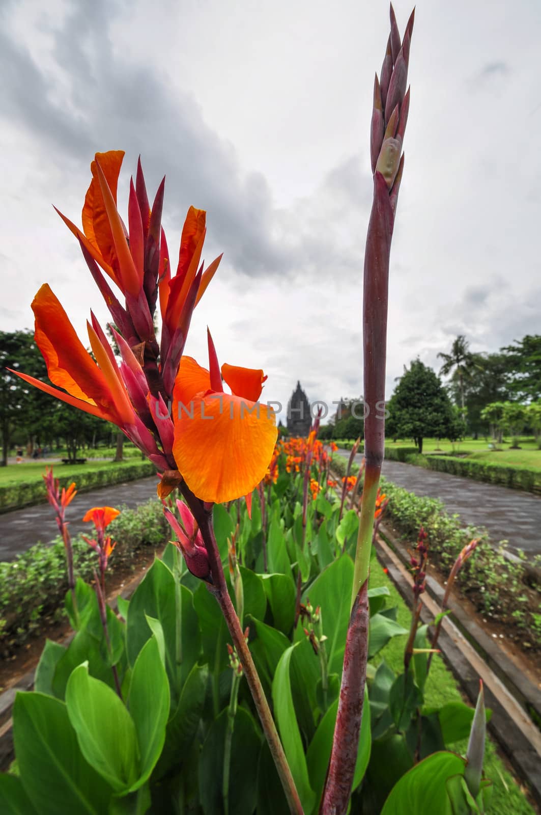 Hindu temple Orchidaceae Prombanan complex in Yogjakarta in Java by weltreisendertj