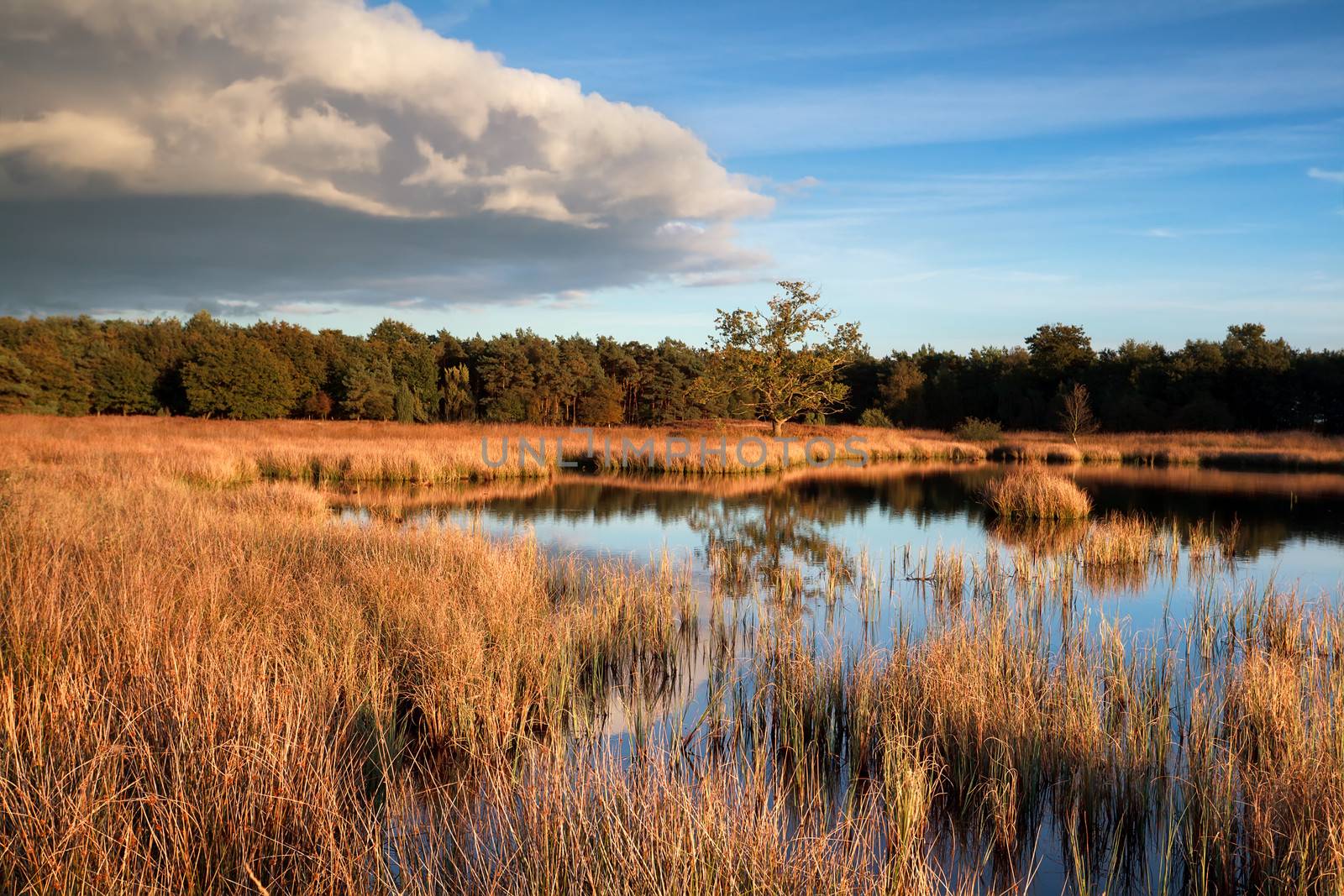 wild bog lake before sunset, Dwingelderveld, Netherlands