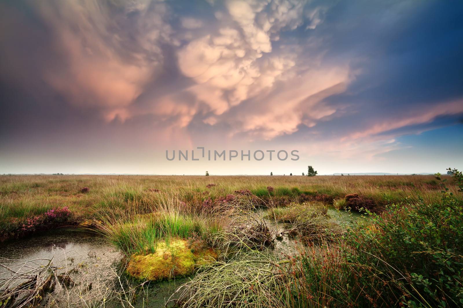 mammut clouds over bog before sunset, Fochteloerveen, Netherlands