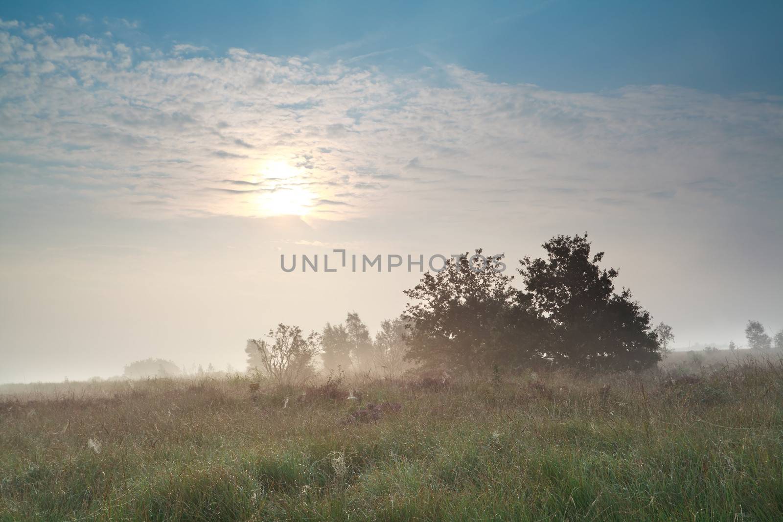 sun over misty swamp in early morning, Fochteloerveen, Netherlands