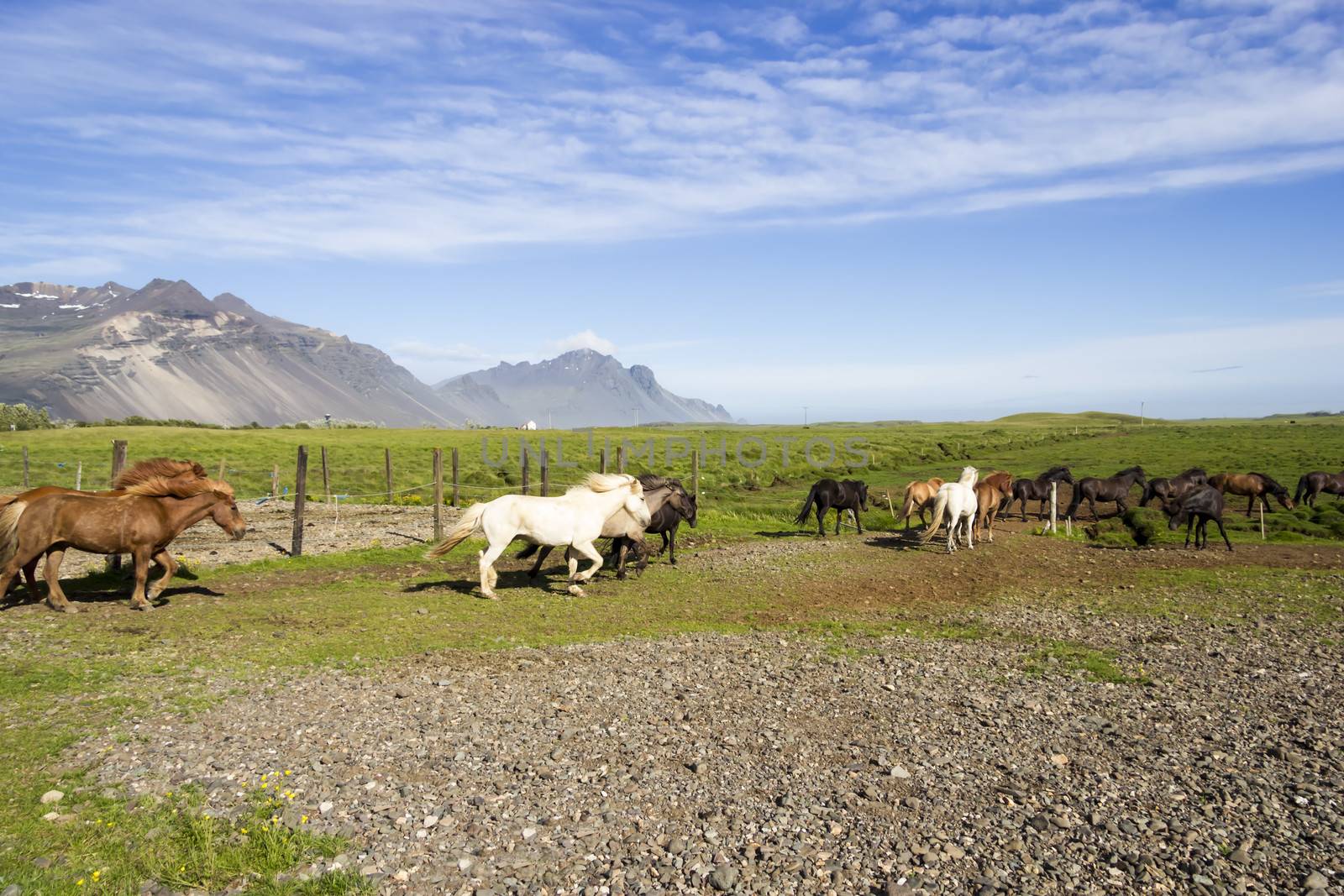 funny horses in the fields of Iceland