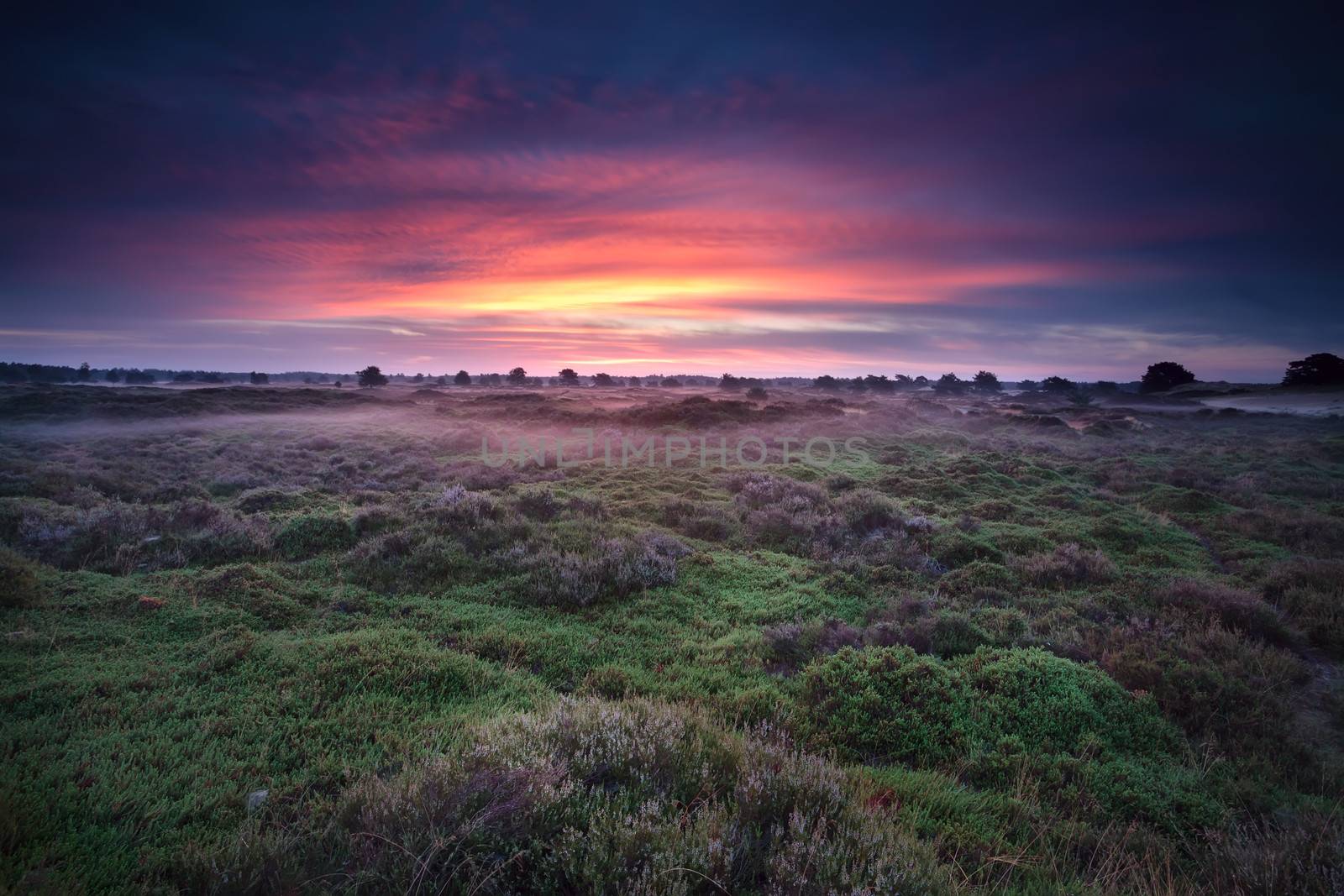 dramatic sunrise over heather land by catolla