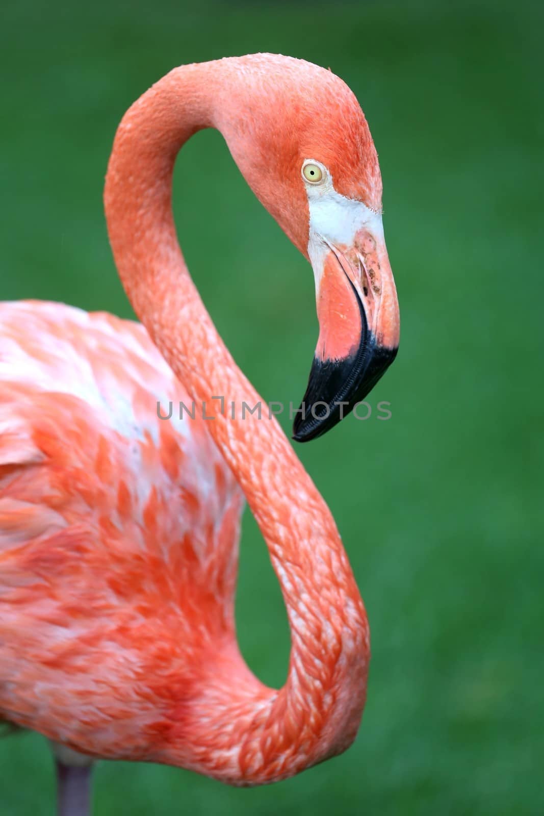 Pink Flamingo by fouroaks