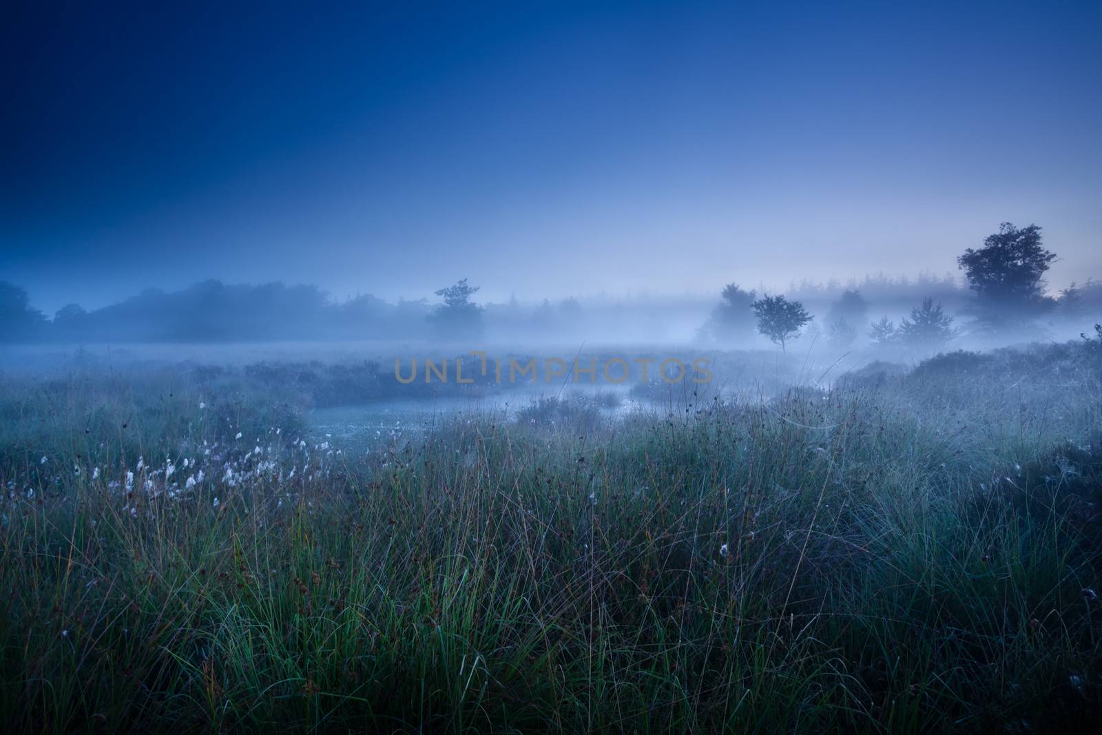 misty morning dusk over swamp with cotton-grass, Fochteloerveen, Netherlands
