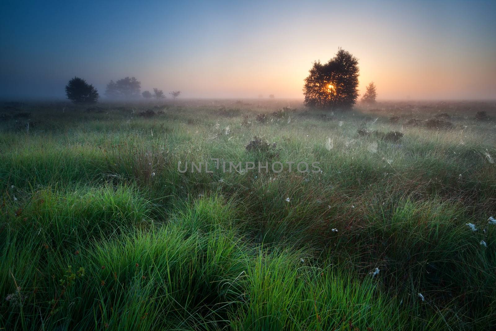 sunrise over marsh with spidernets ans cotton-grass by catolla