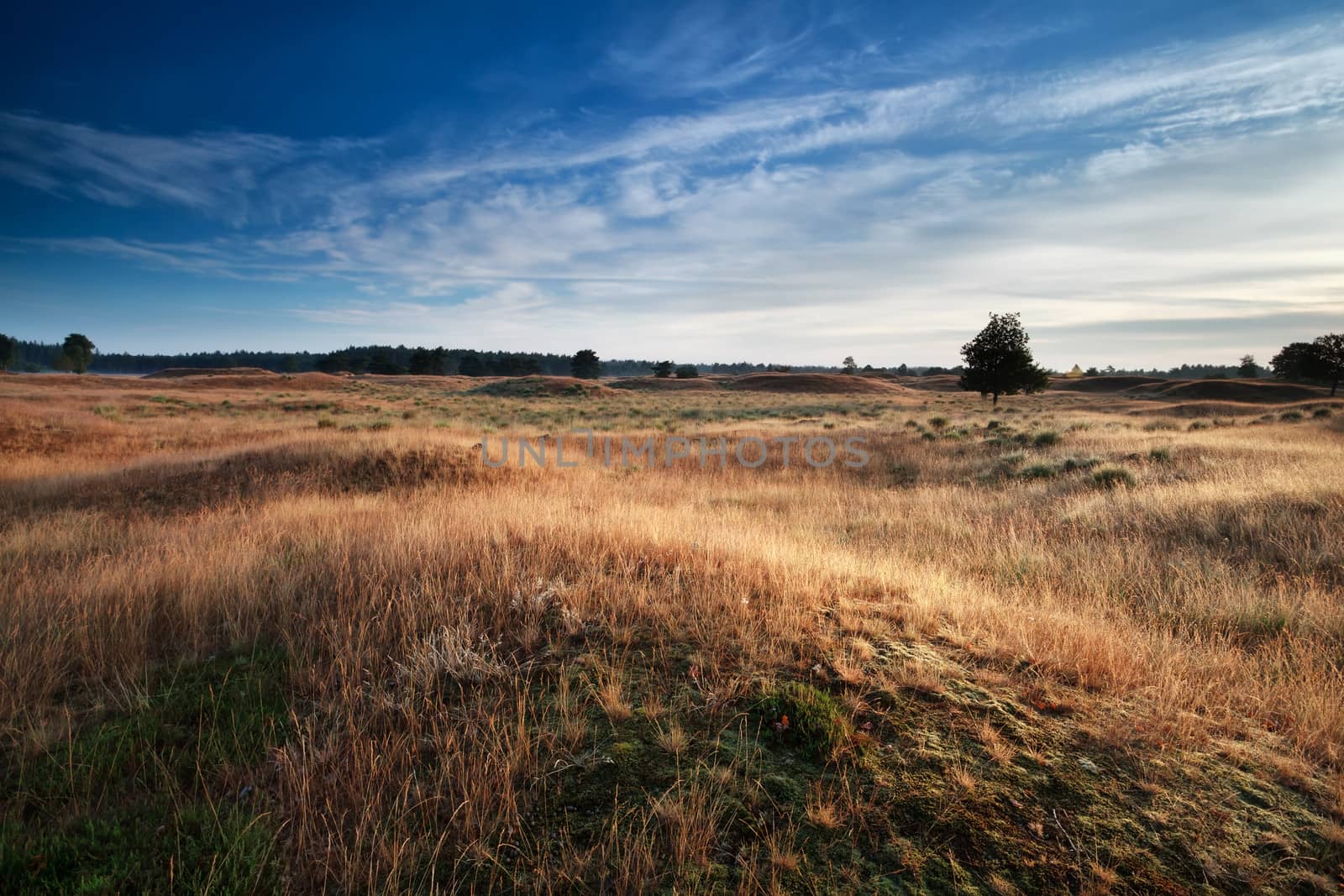 hills and dunes in morning sunlight, Drents-Friese Wold, Netherlands