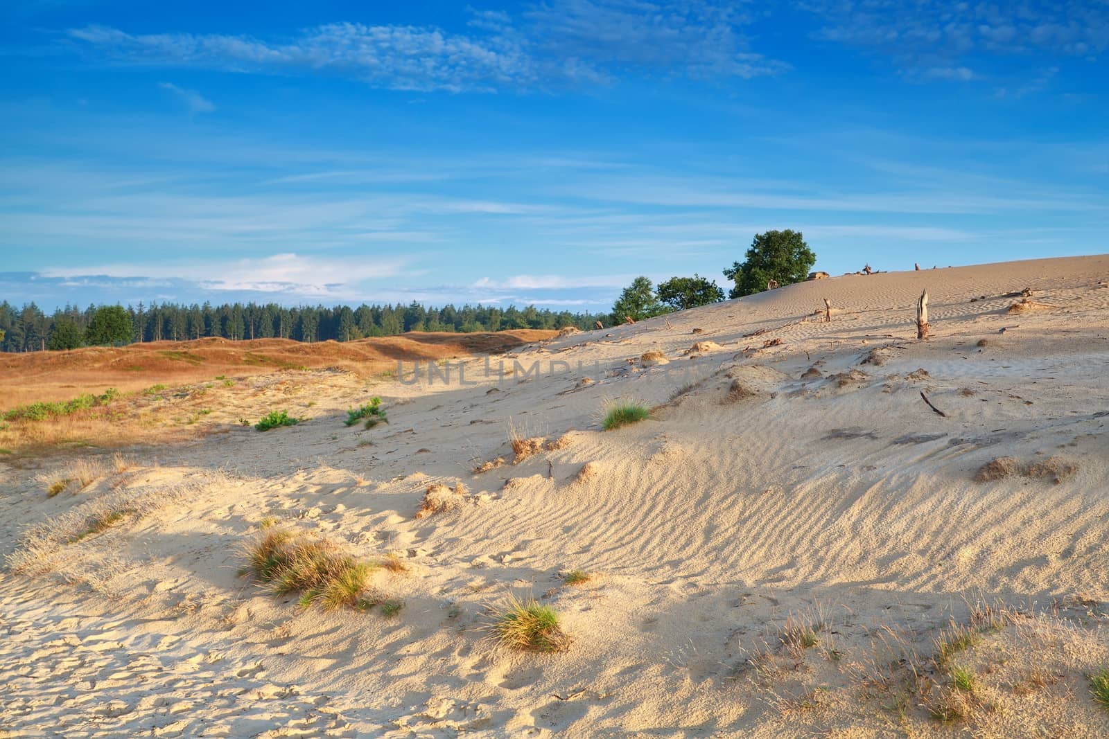gold morning sunlight over sand dunes, Drents-Friese Wold, Netherlands