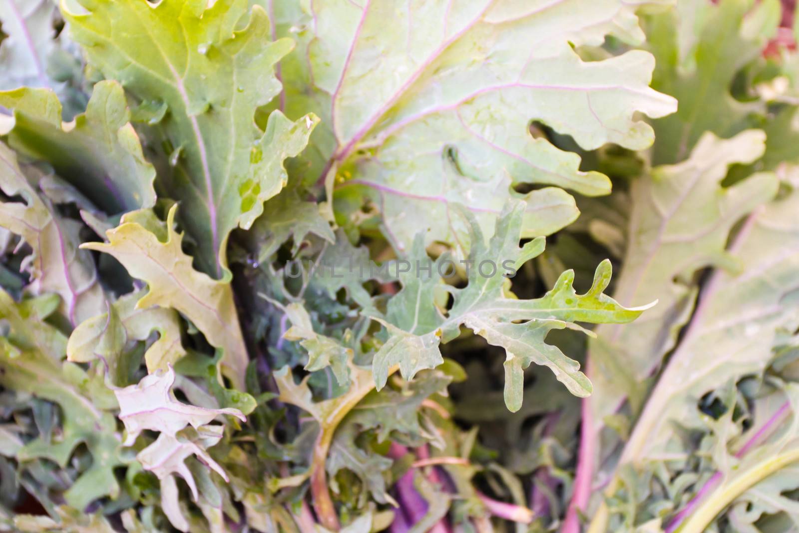 Mesclun or red kale at a farmers market.