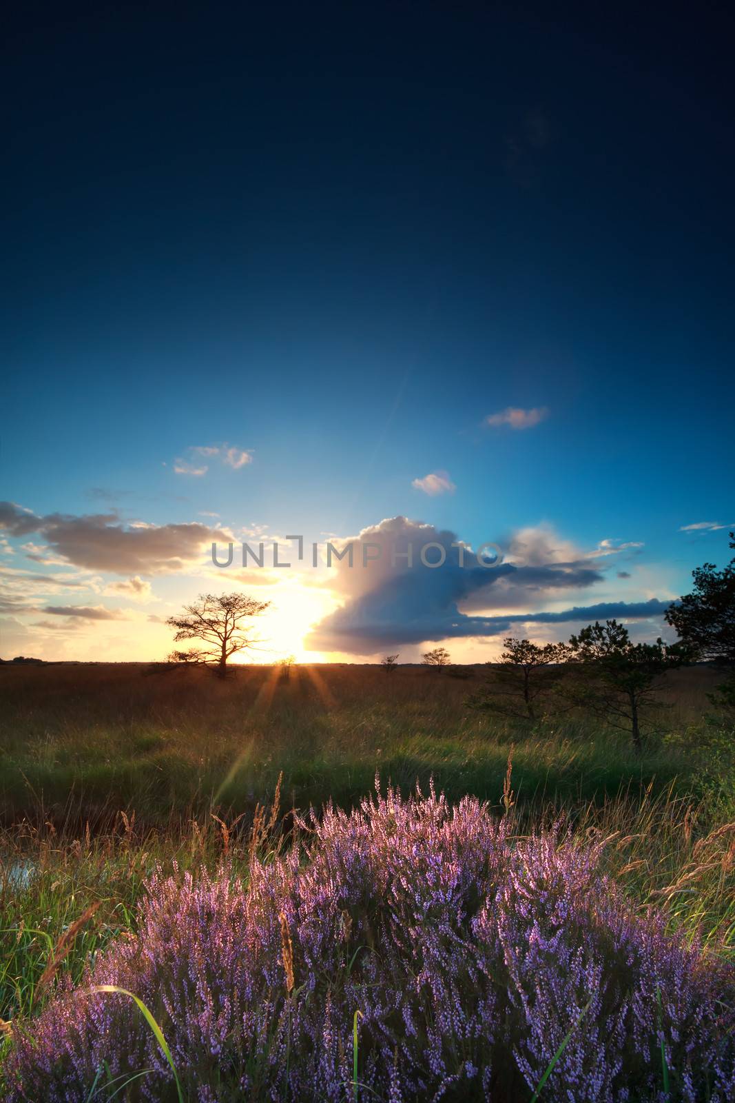 sunset sunbeams over flowering heather by catolla