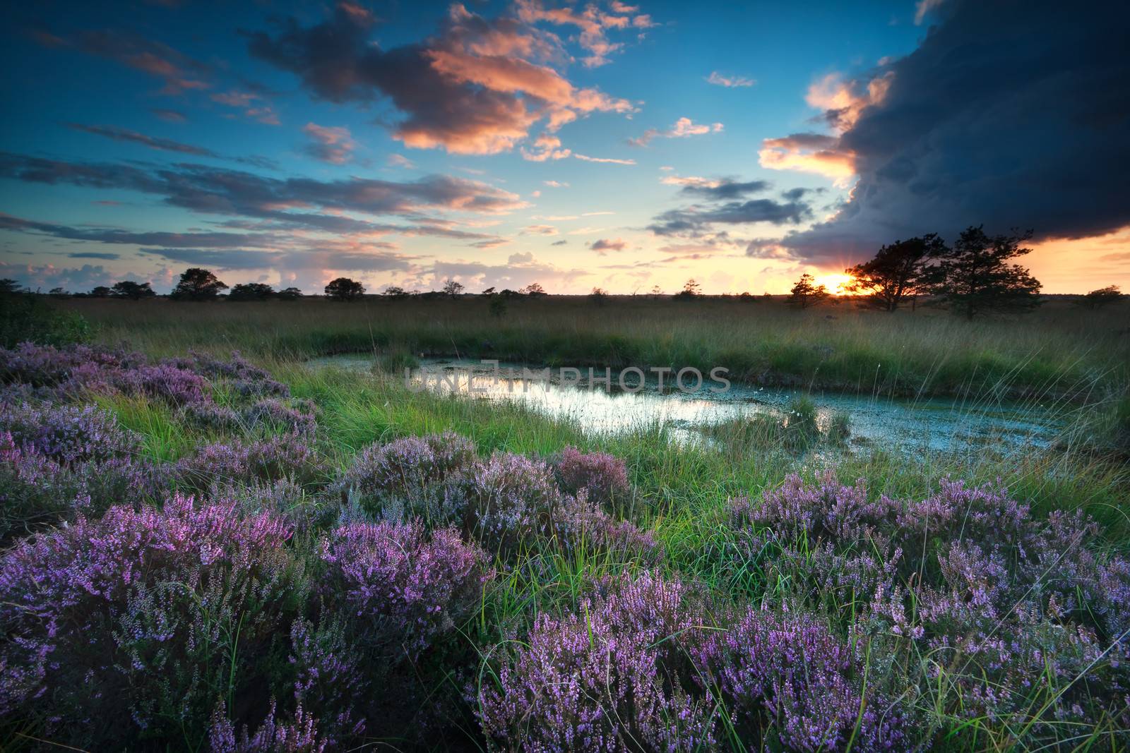 sunset over swamp with flowering pink heather by catolla