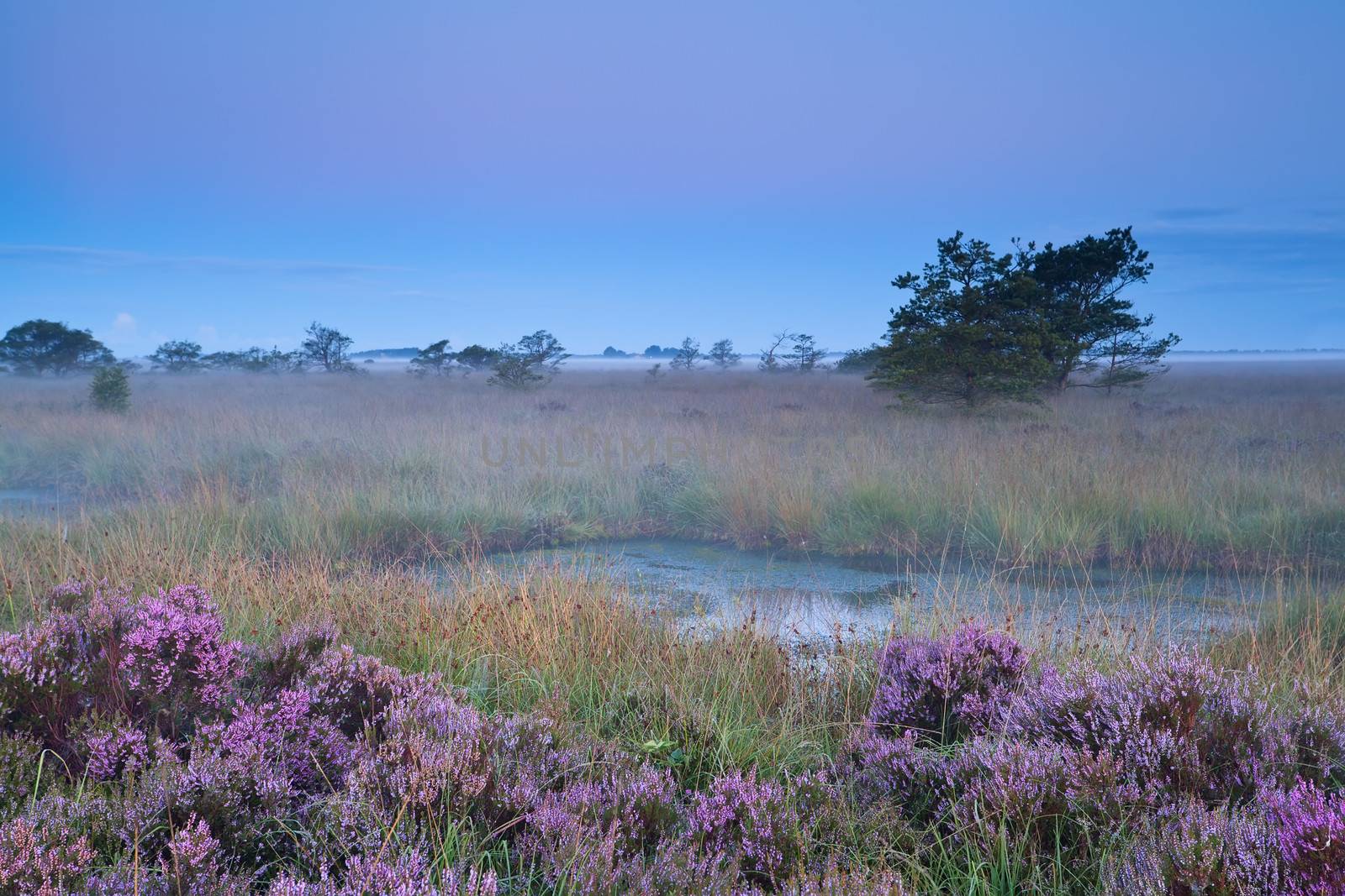 pink flowering heather during misty early morning by catolla