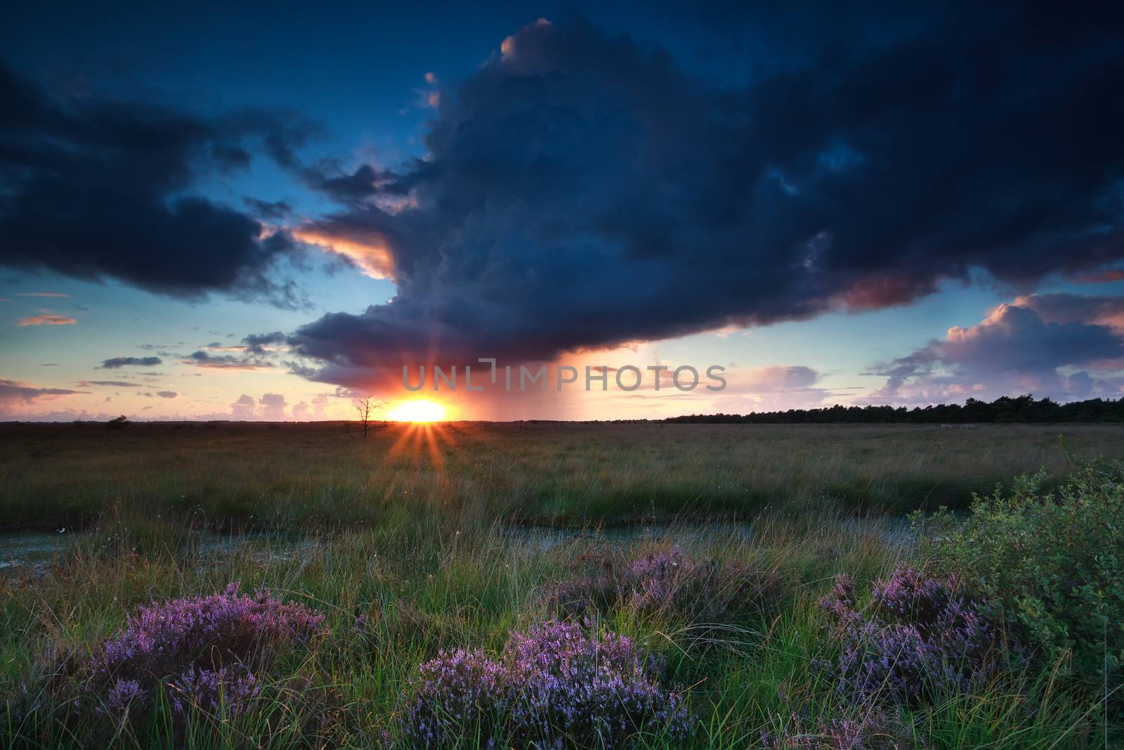 dramatic storm and sunset over swamp with flowering heather