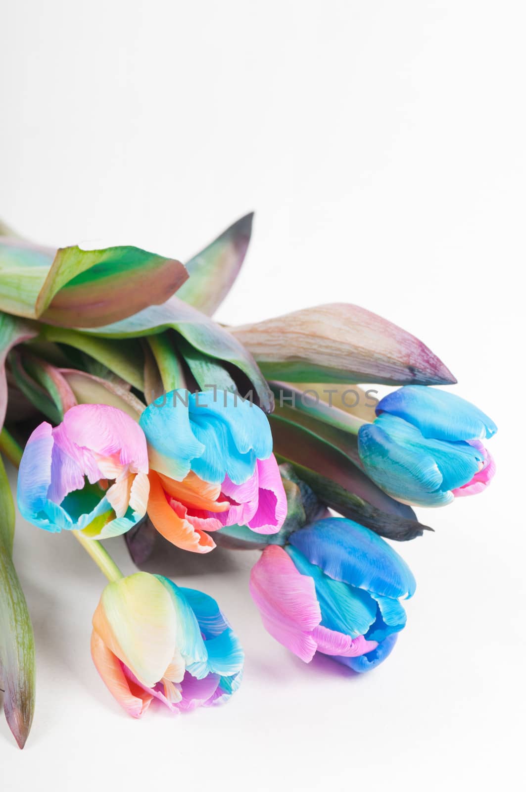 Unusual multicolored tulips on the light background