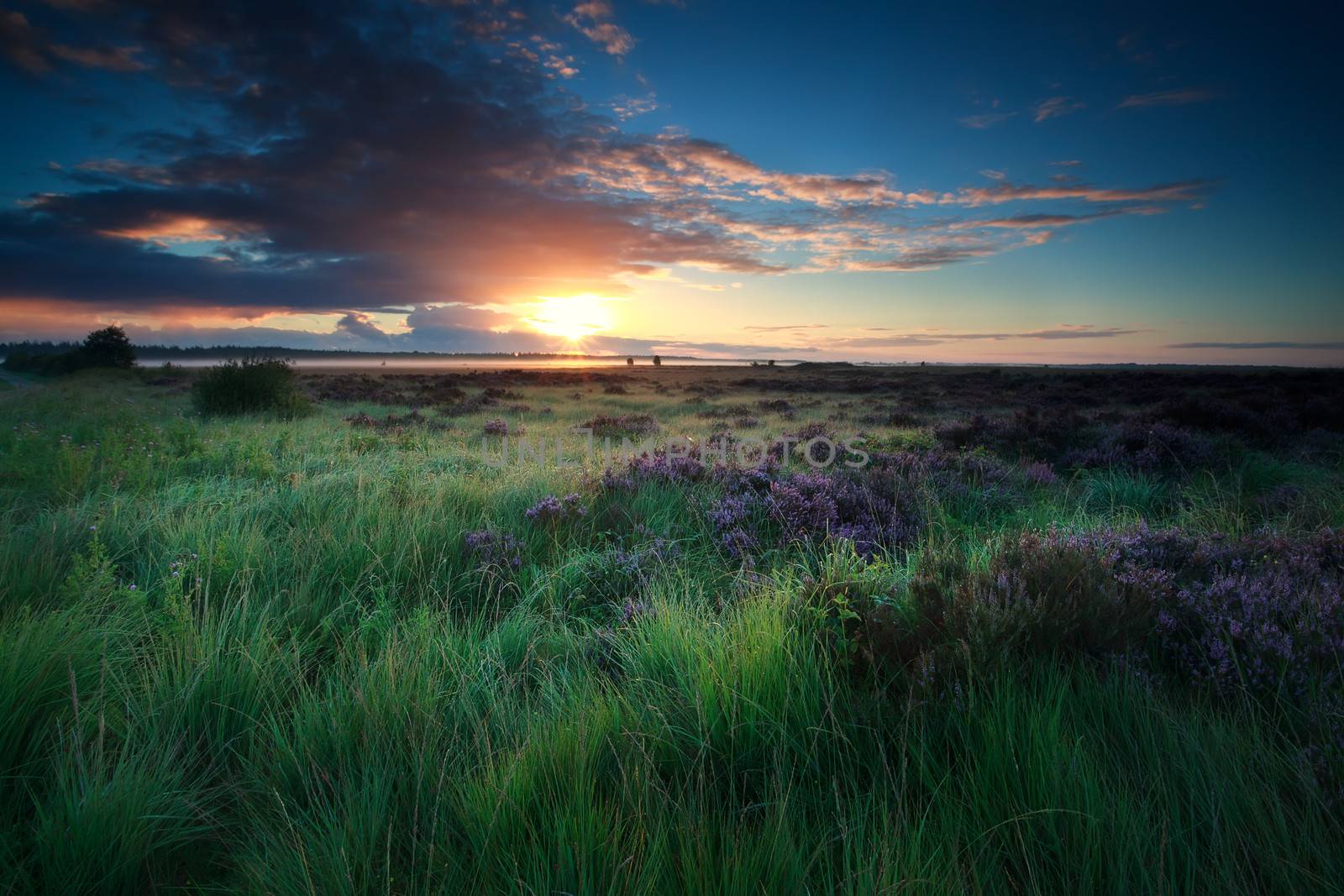 beautiful sunrise over marsh with blooming heather by catolla