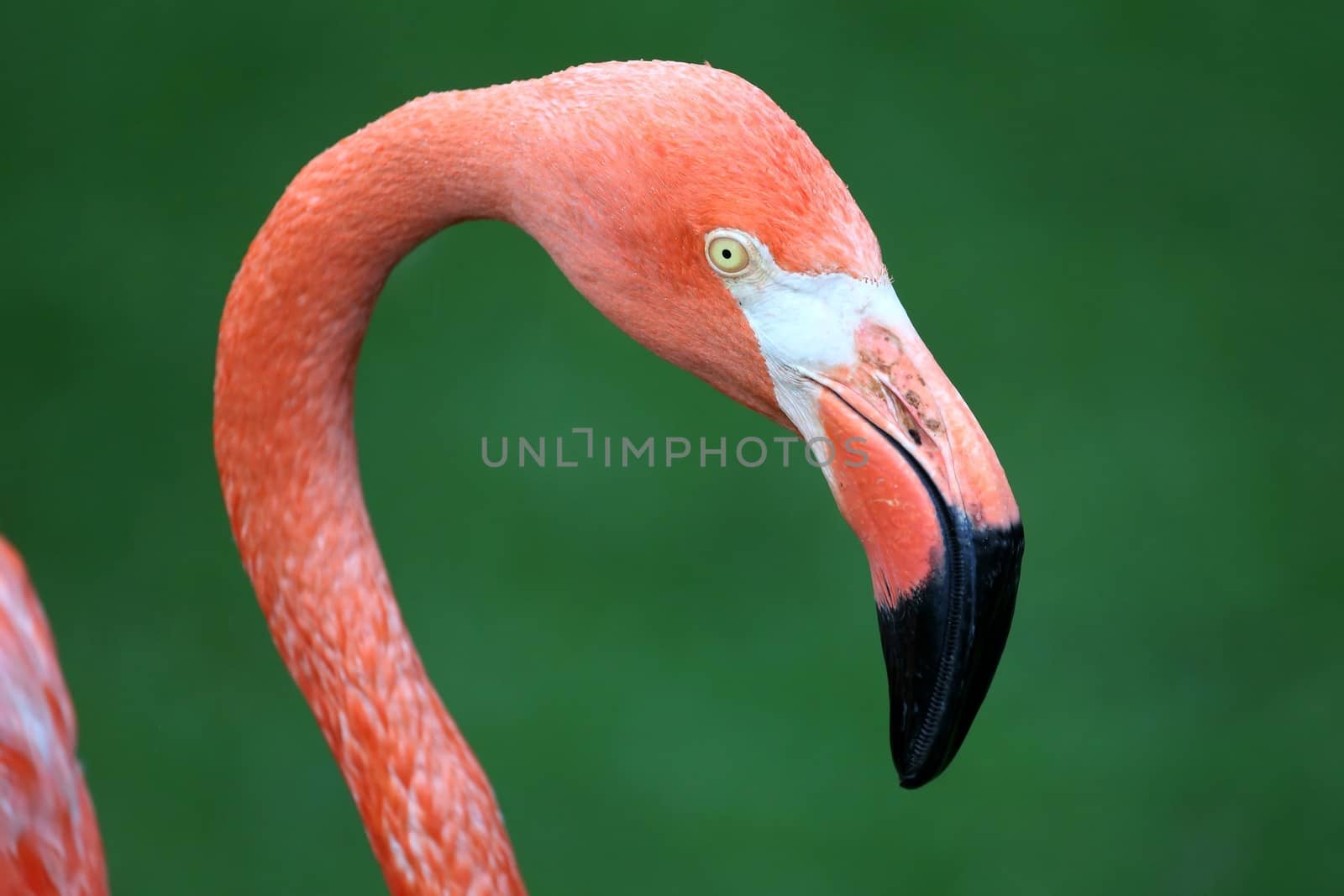 Graceful Pink Flamingo with a big beak