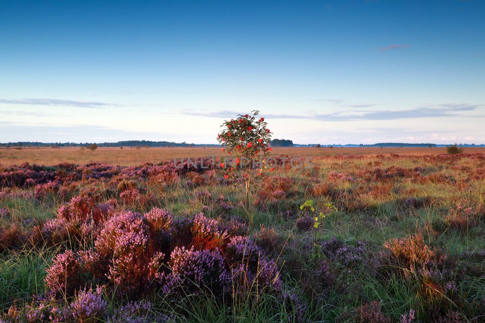 rowan berry tree on marsh with heather flowers by catolla