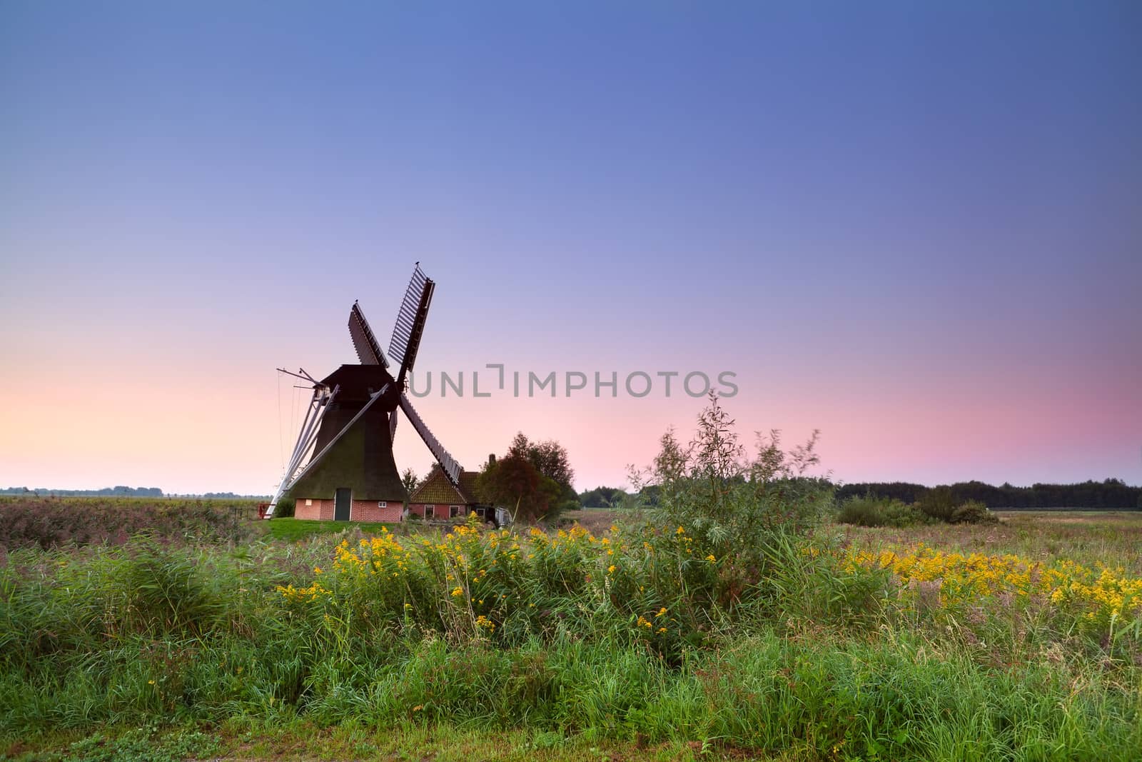 Dutch windmill on flowering meadow at sunrise, Holland