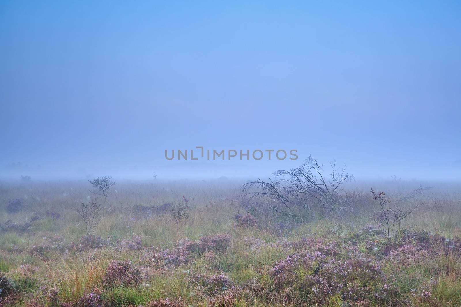 heather on swamp in misty morning, Fochteloerveen, Drenthe, Netherlands