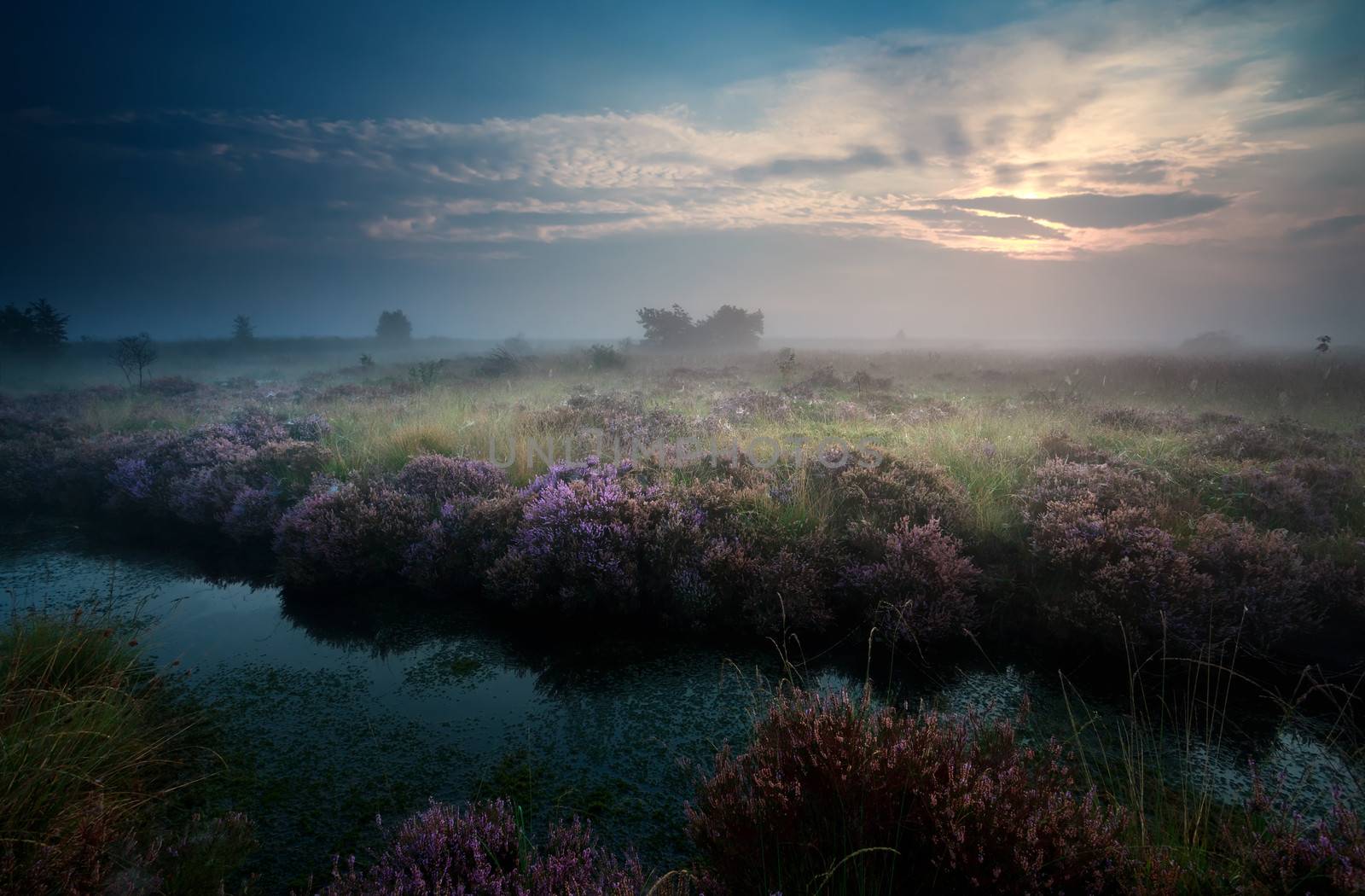 sunrise over swamp with heather by catolla