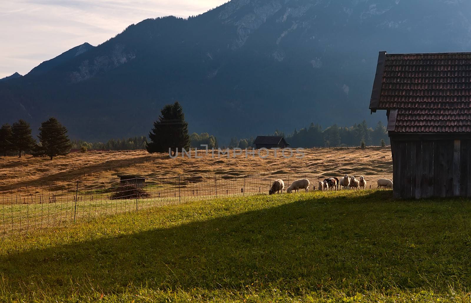sheep grazing on alpine pasture by catolla