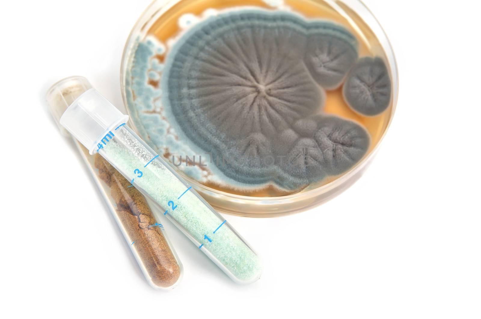 tubes with medicines and fungi on agar plate over white background