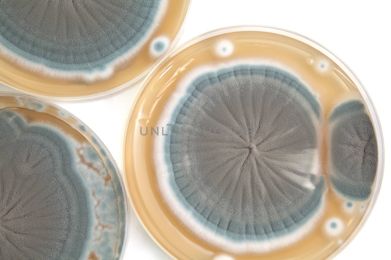 Penicillium fungi on Petri dishes background