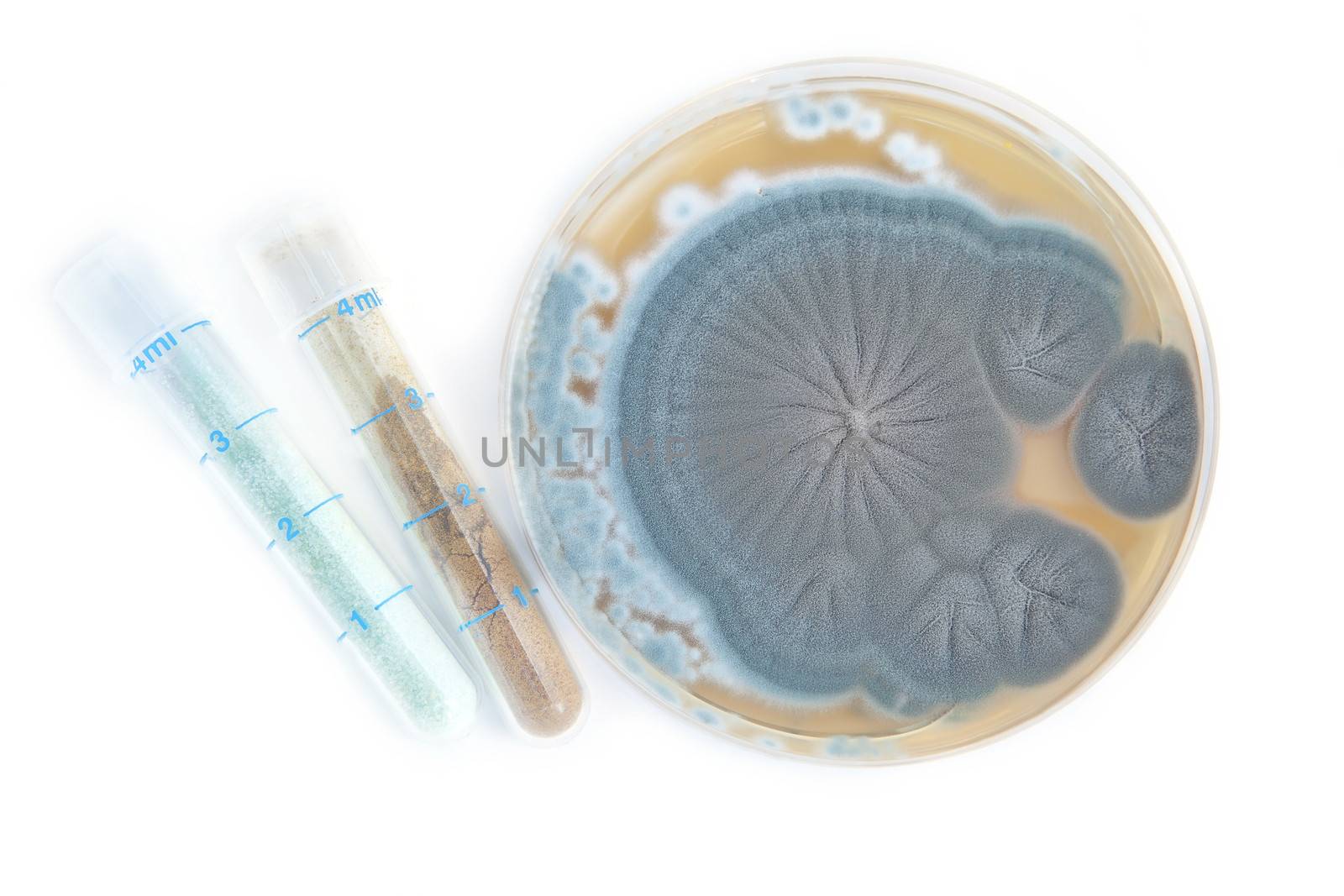 Penicillium fungi on agar plate and tubes with antibiotics on white