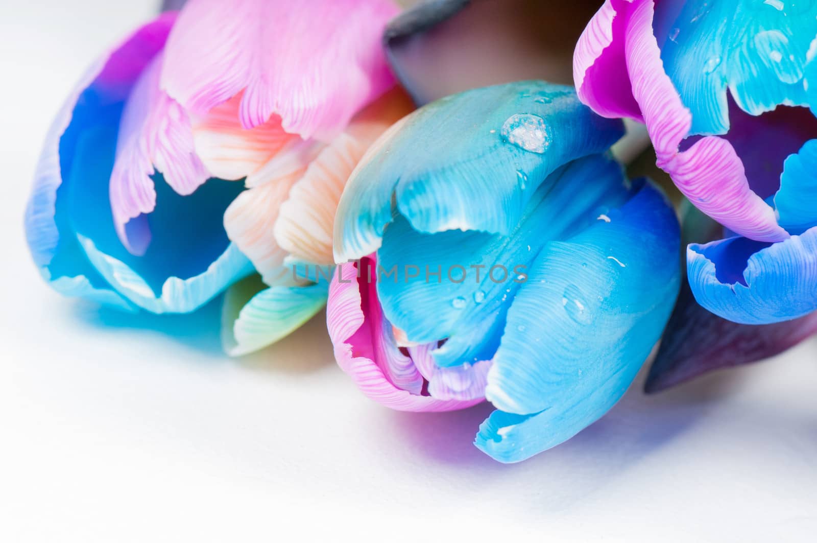 Water drop on the unusual multi colored tulips, macro