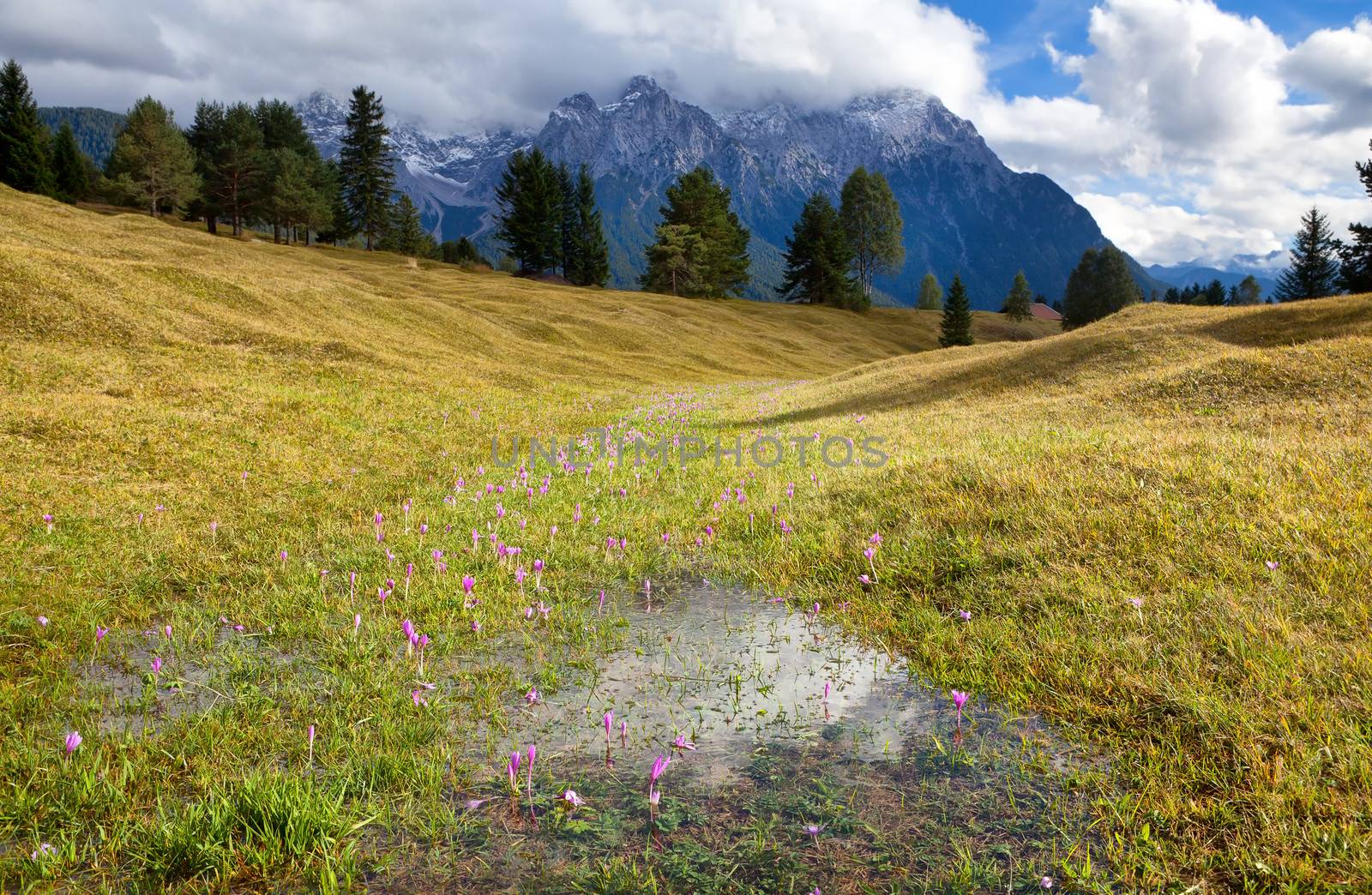 crocus flowers on alpine meadows by catolla