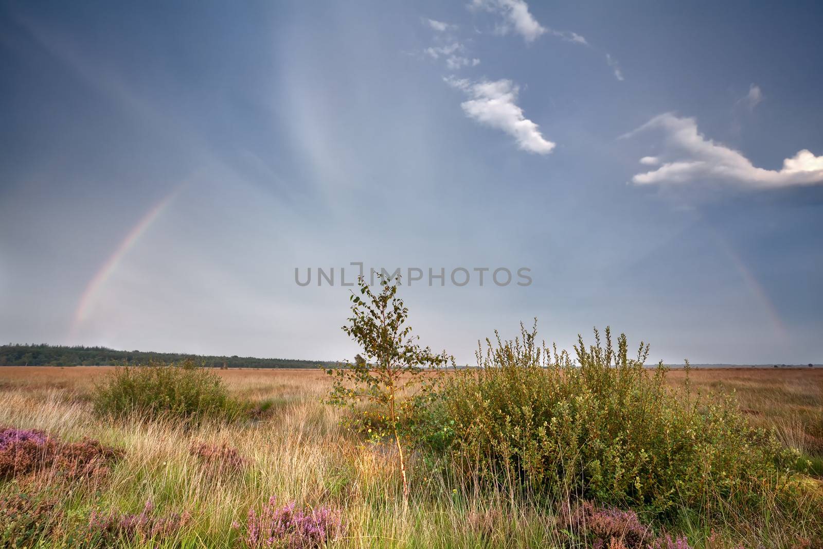 rainbow over marsh with heather, Fochteloerveen, Drenthe, Netherlands