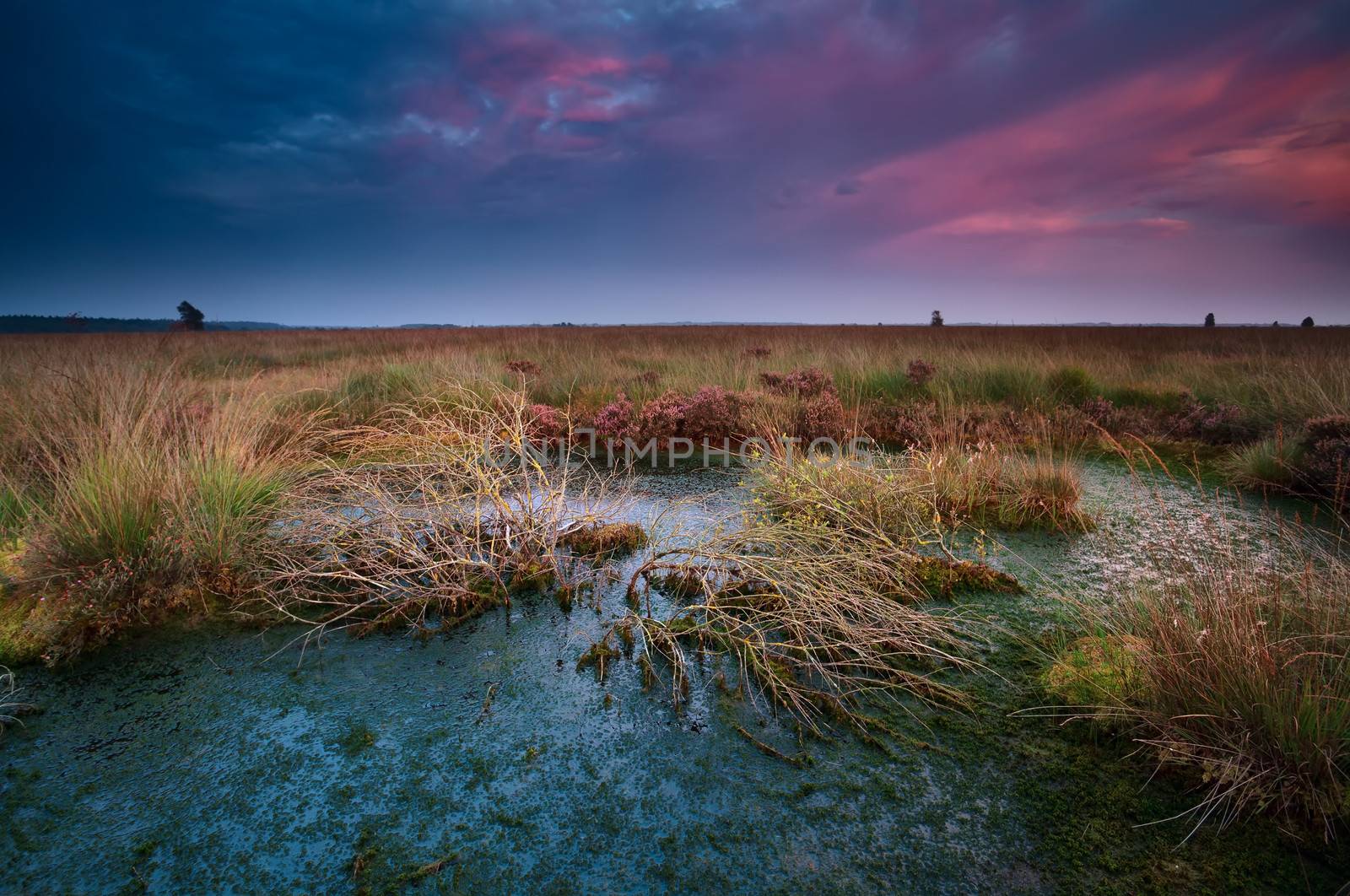 dramatic sunset over wild bog with dead trees, Fochteloerveen, Drenthe, Netherlands