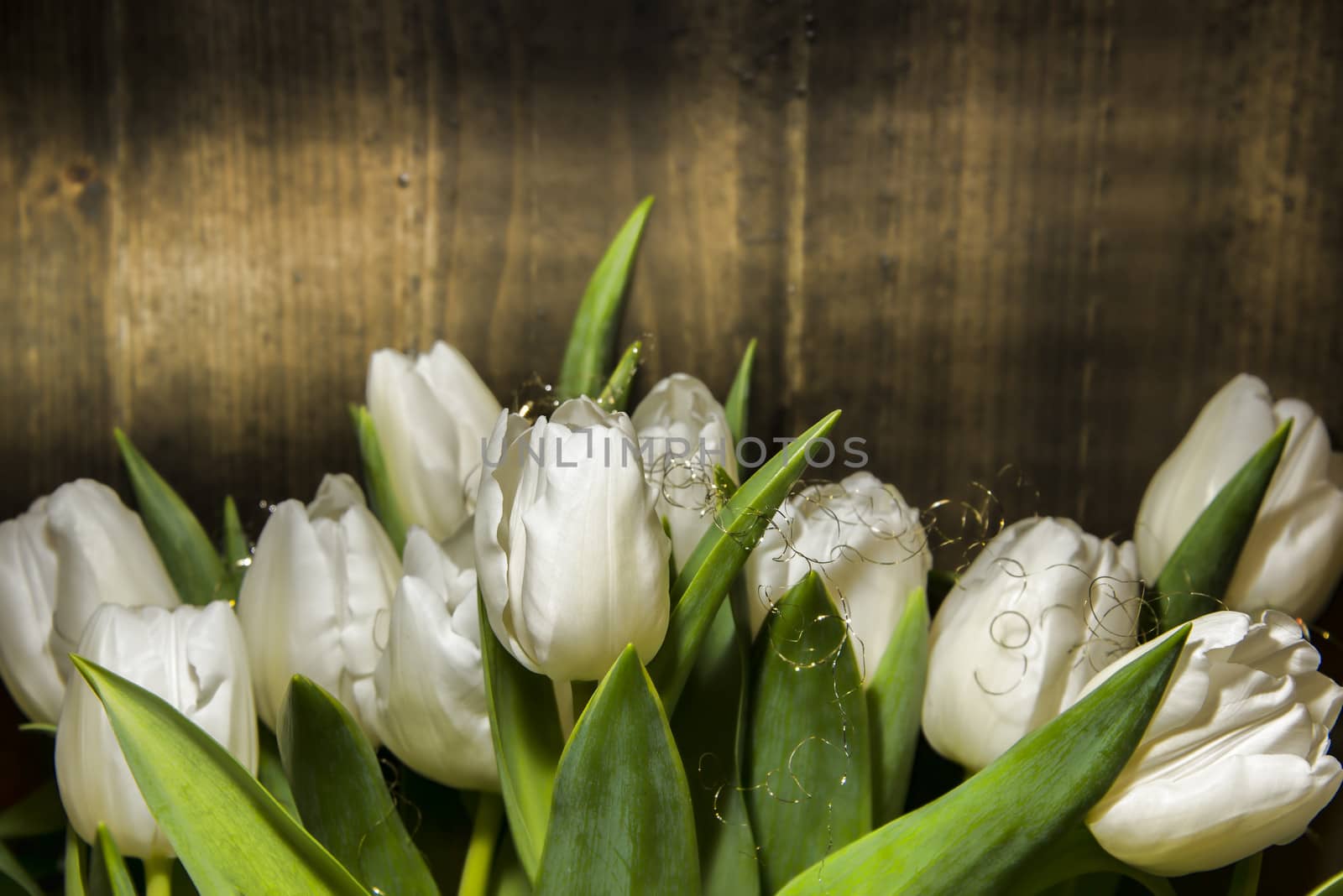 White tulips by GryT