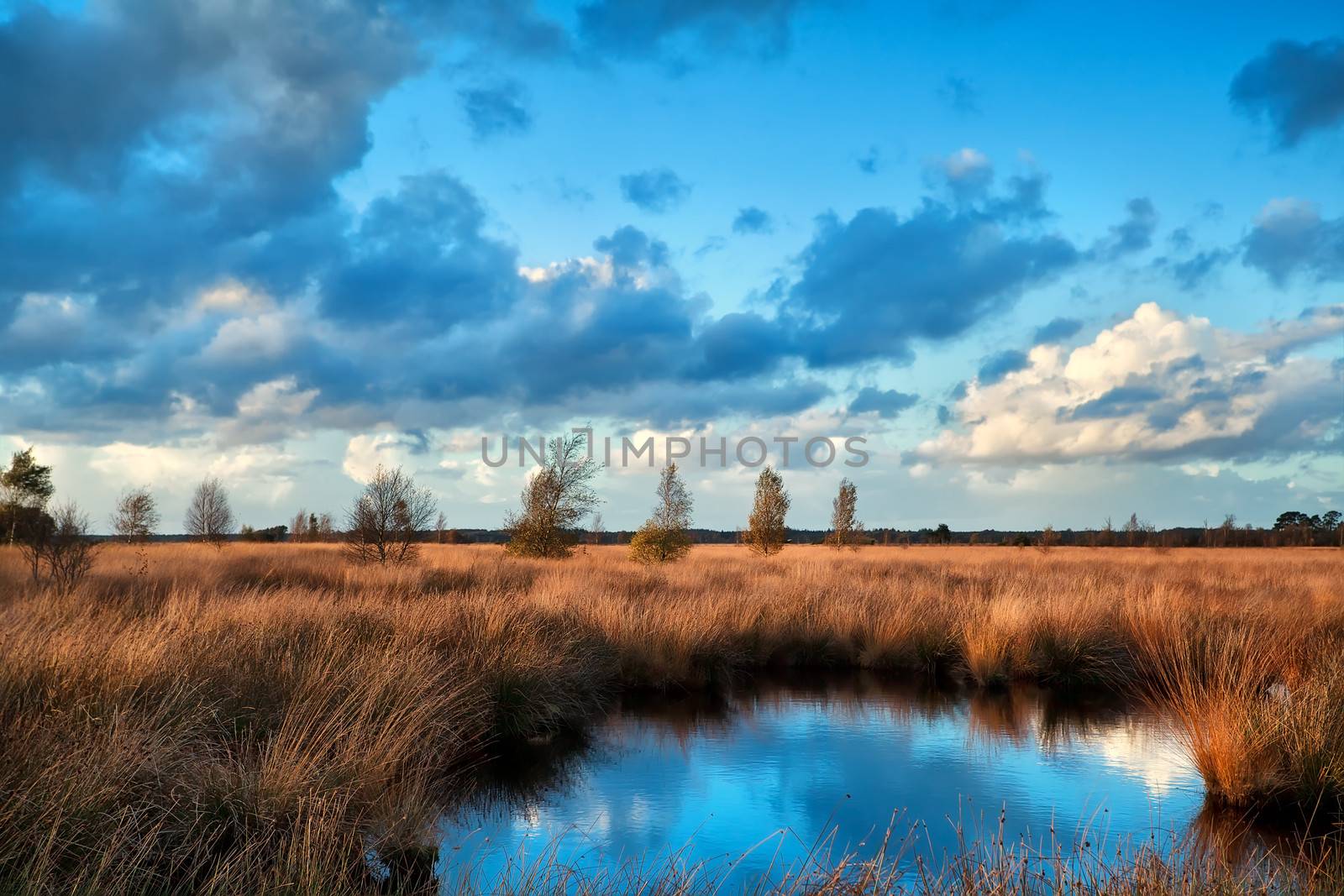 blue sky reflected in bog water by catolla