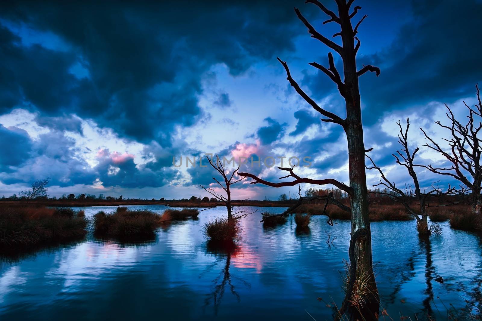 stormy sunset over bog with dead trees by catolla