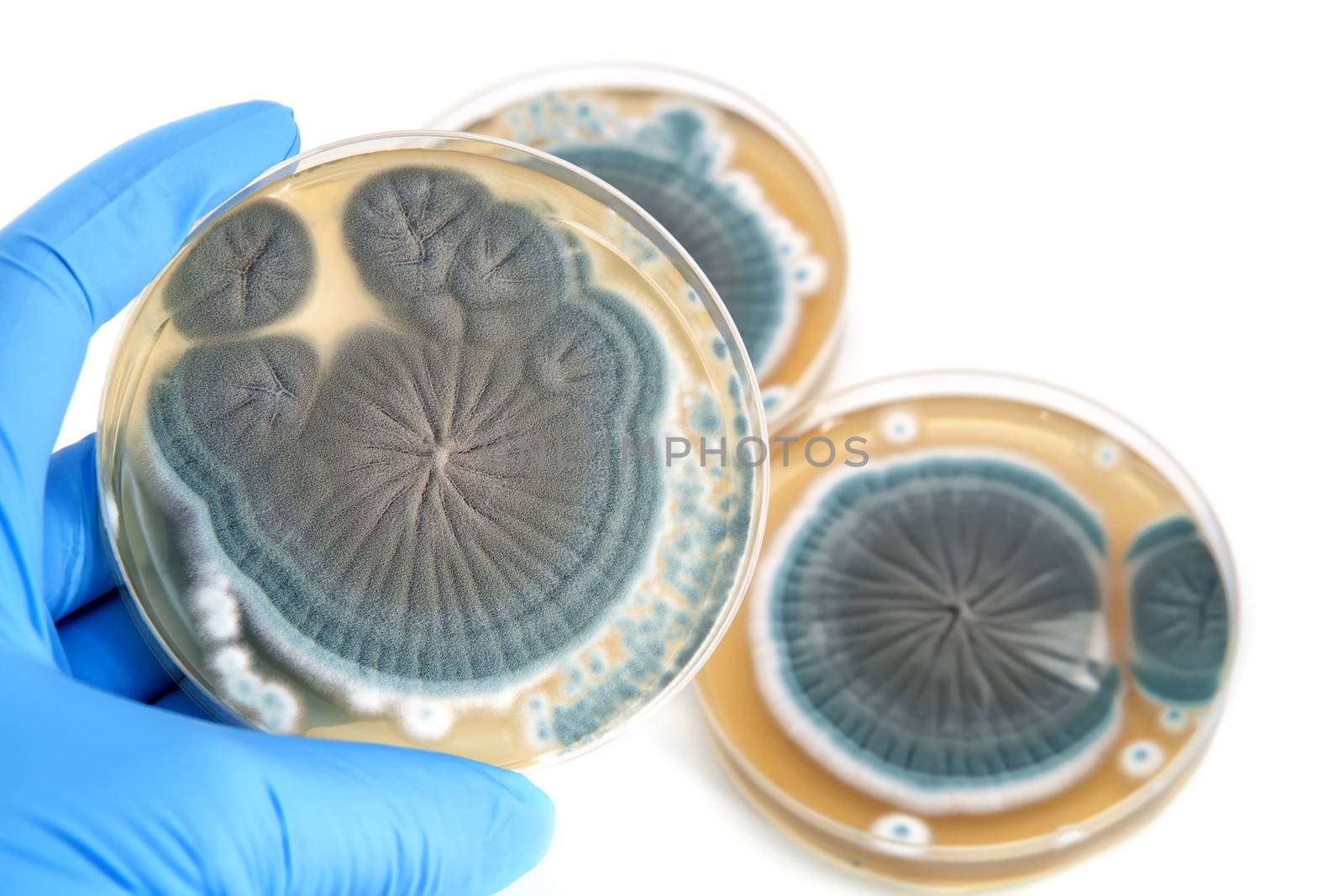 Penicillium fungi on agar plate in laboratory over white