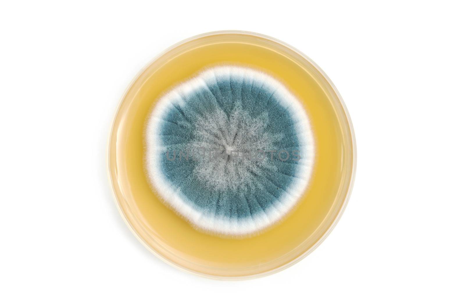 fungi on agar plate over white background by catolla