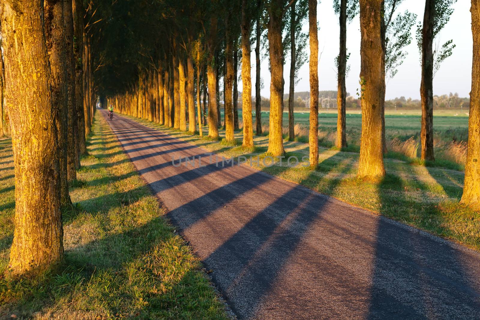 tree shadow pattern on bike road in morning sunlight, Netherlands