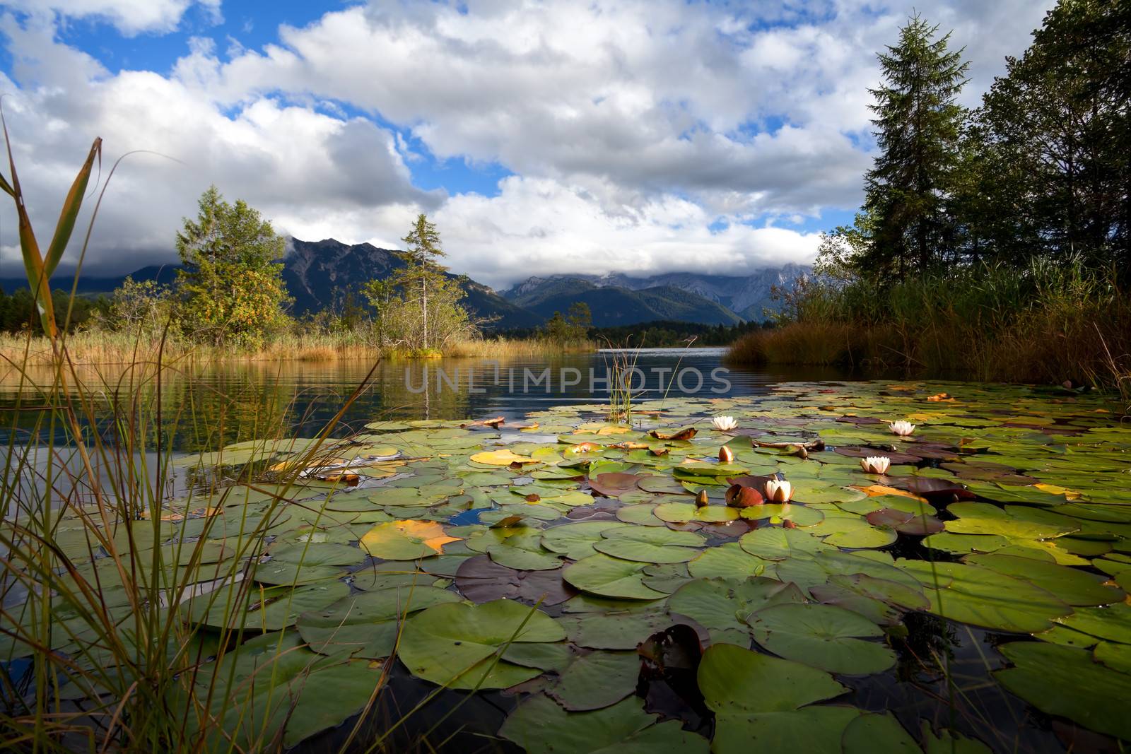 white water lily flowers on lake Barmsee, Bavarian Alps, Germany