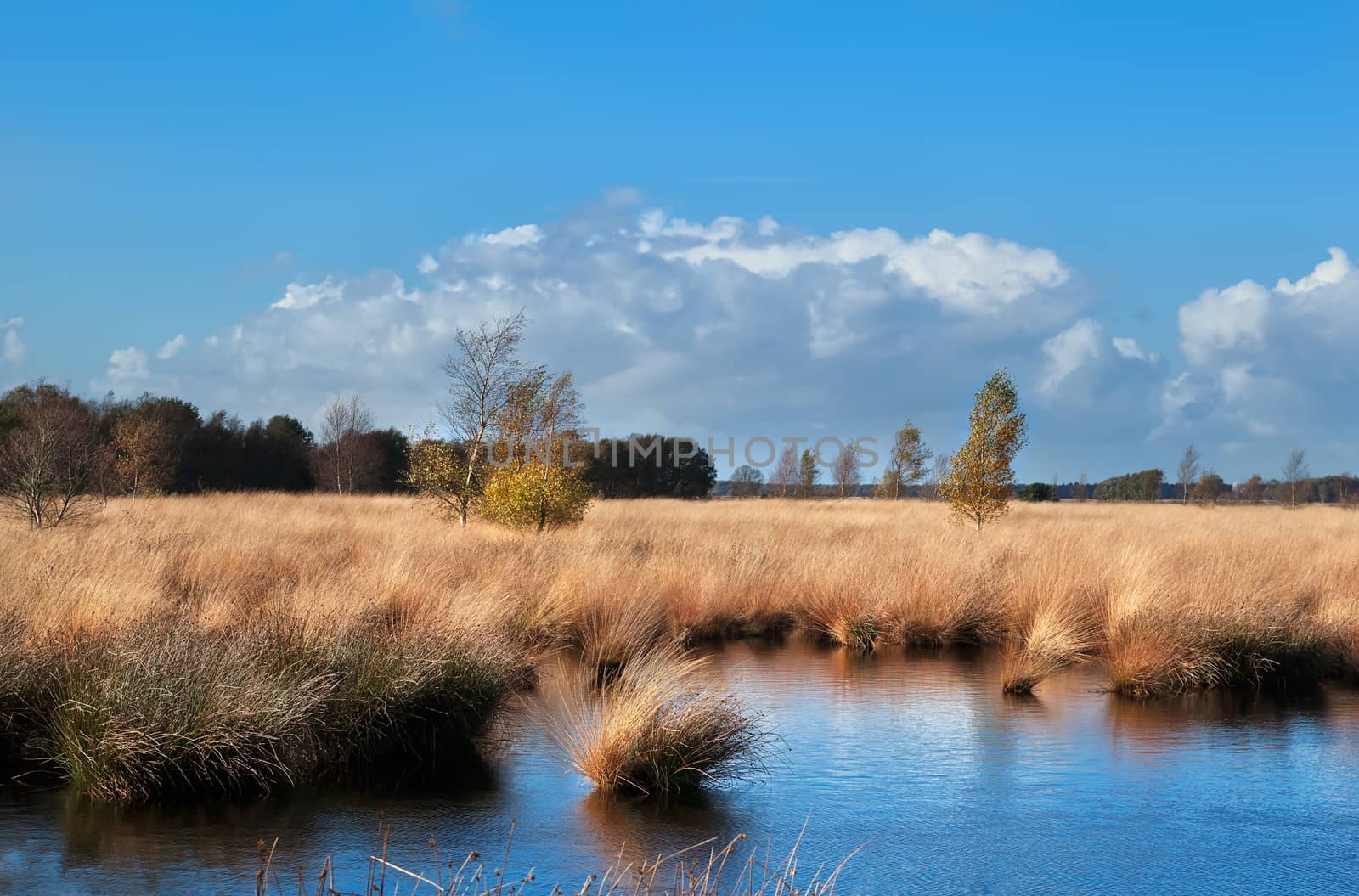 yellow birch trees on swamp over sky by catolla