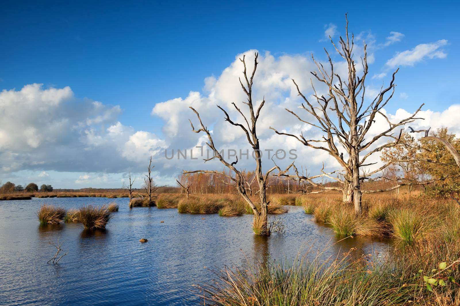 sunshine over dry trees in bog  by catolla