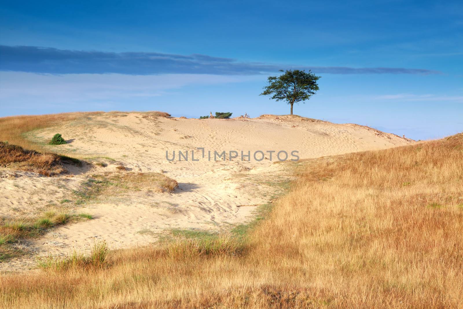 tree on sand dune in morning sunlight, Drents-Friese wold, Drenthe, Friesland, Netherlands