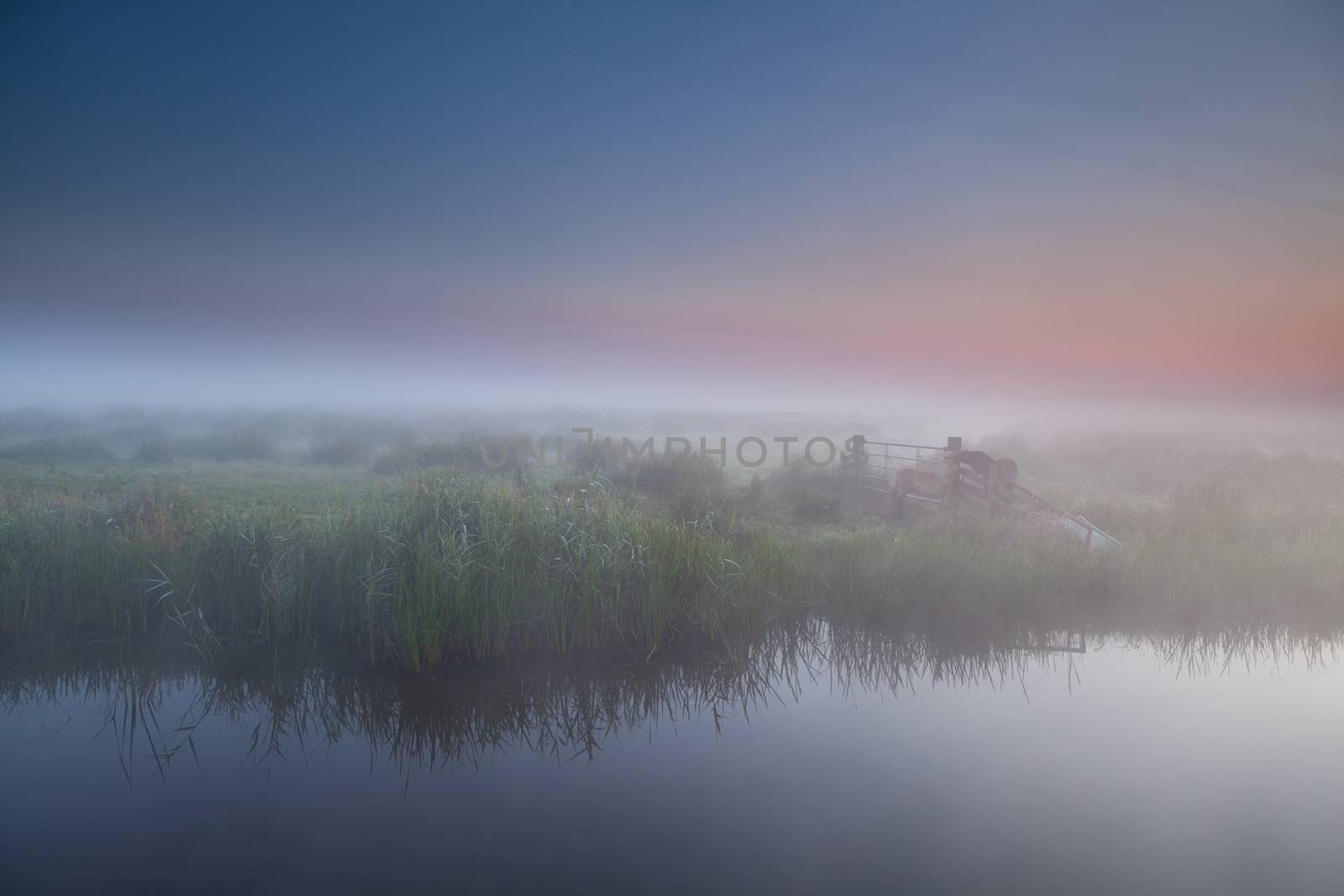 tranquil foggy morning in Dutch farmland by catolla