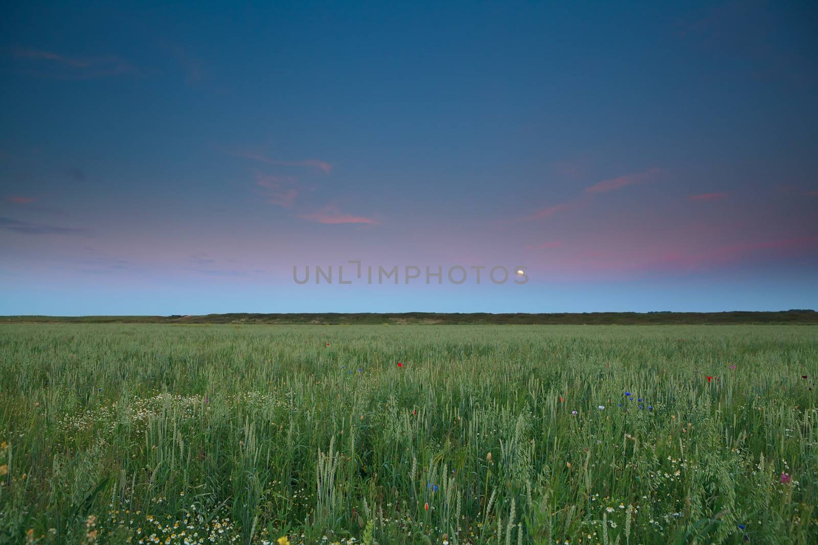 full moon over wheat and barley field after sunset