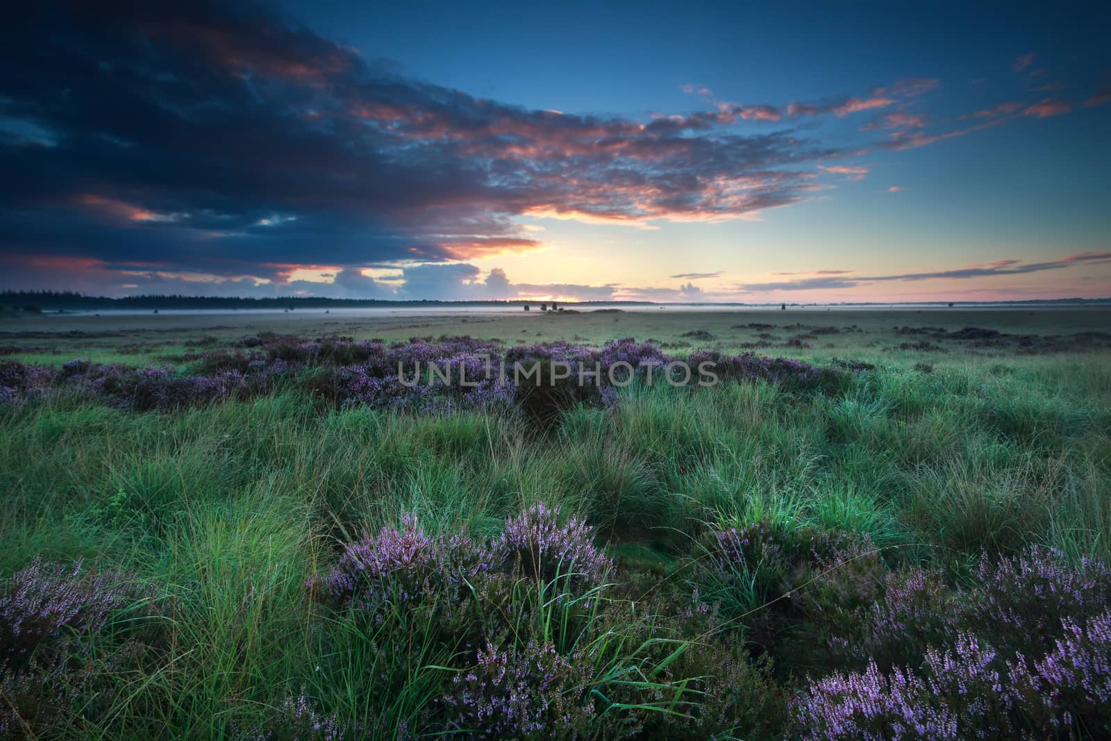 summer sunrise over marsh with flowering heather by catolla
