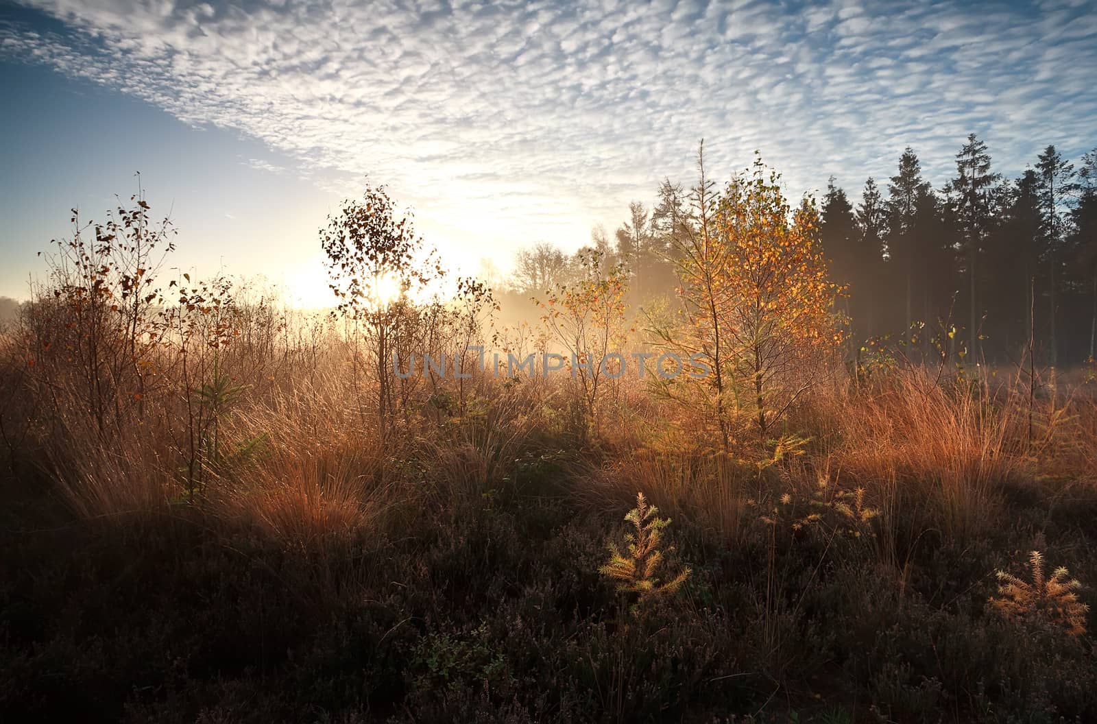 morning sunshine over autumn swamp with birch trees by catolla