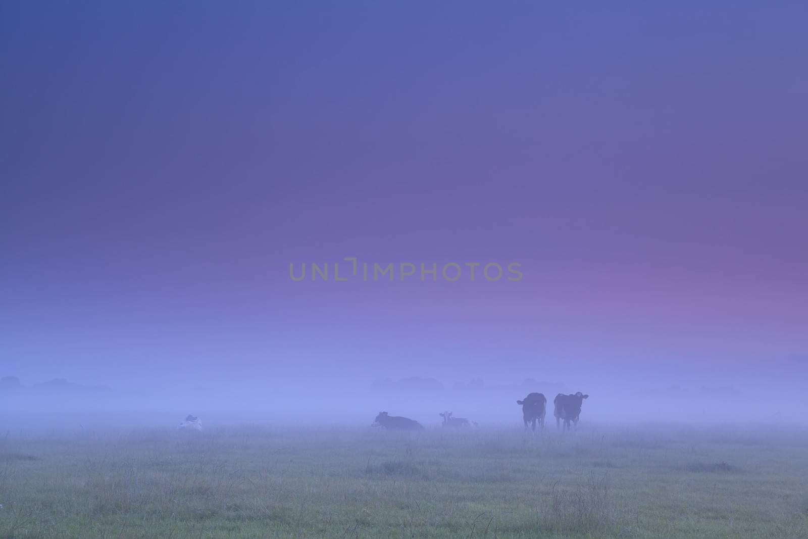 cows in dense fog on morning pasture during sunrise