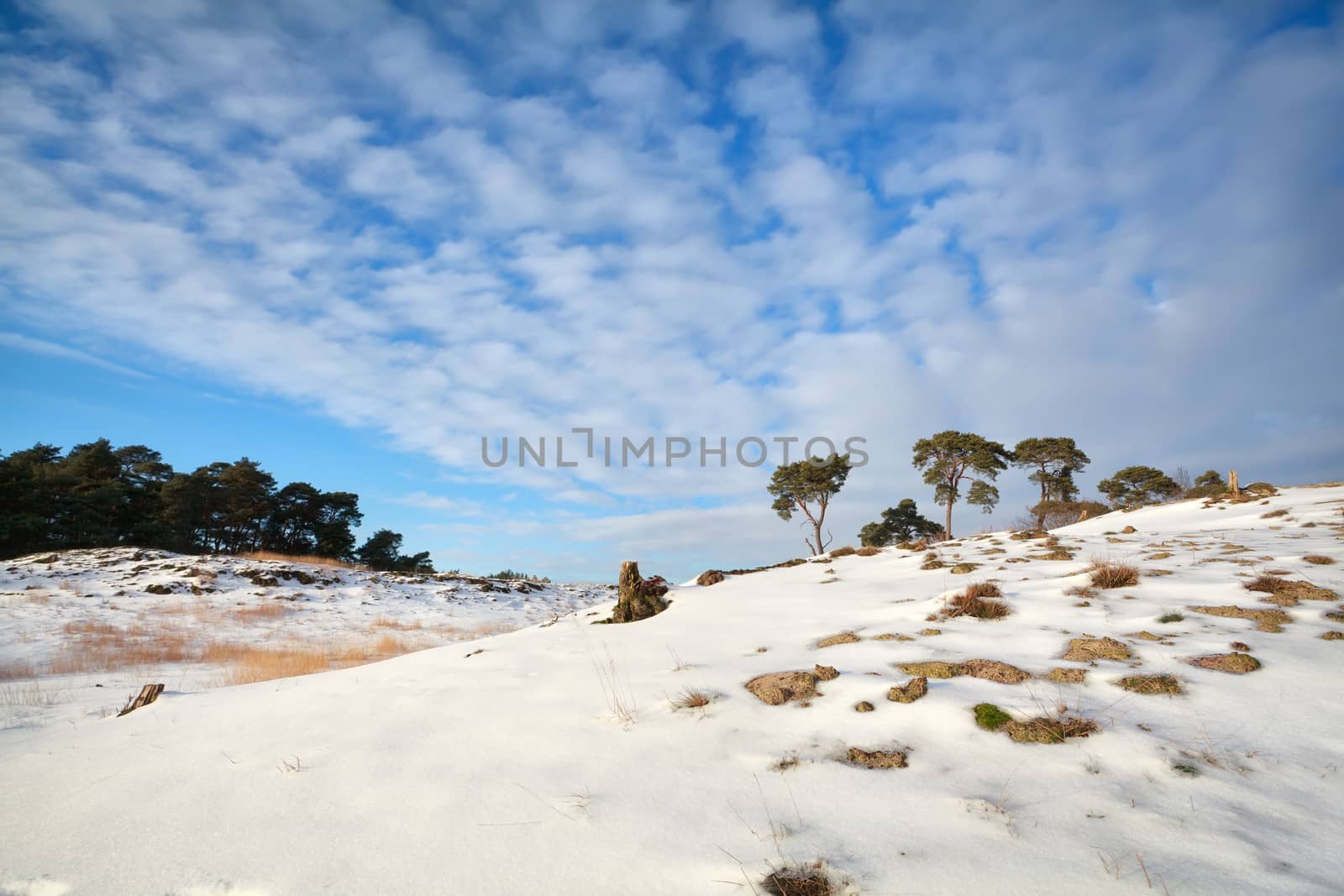 pine trees on dune covered with snow by catolla