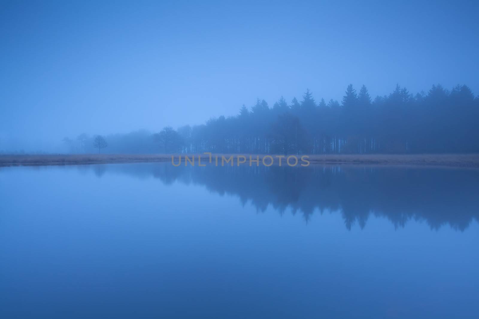 forest silhouette by lake in dense dusk fog by catolla