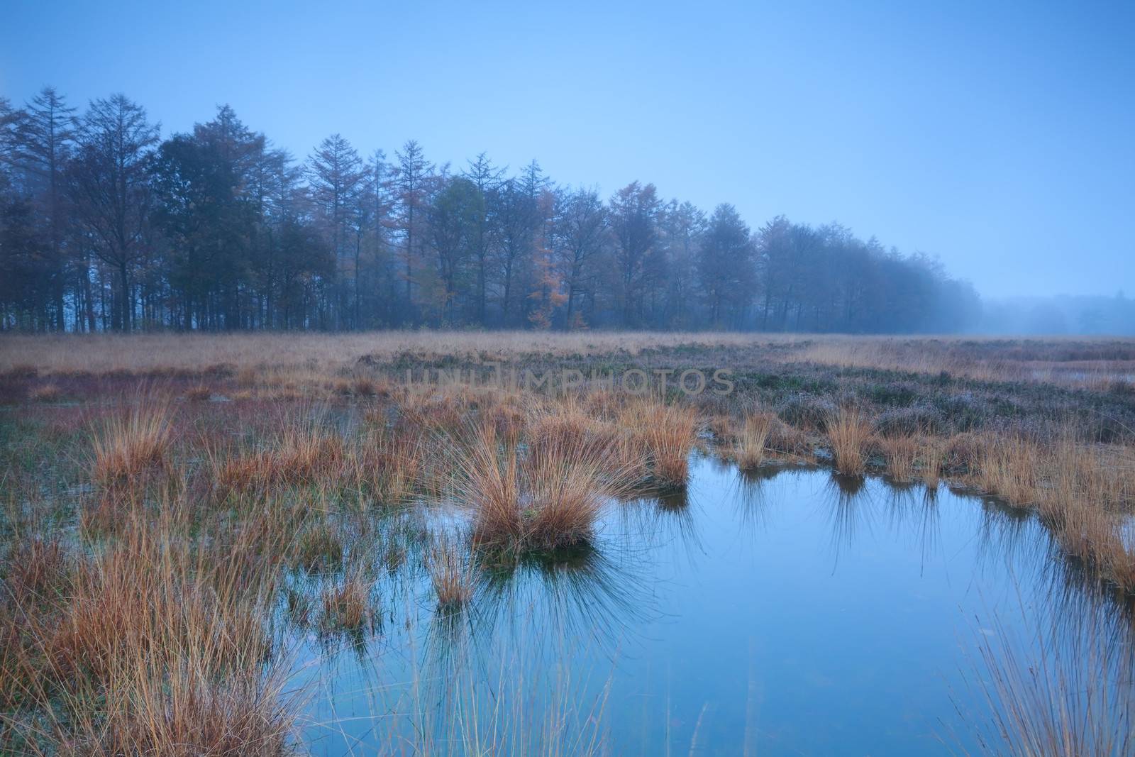 autumn misty fog over swamp, Duurswoudeheide, Friesland, Netherlands