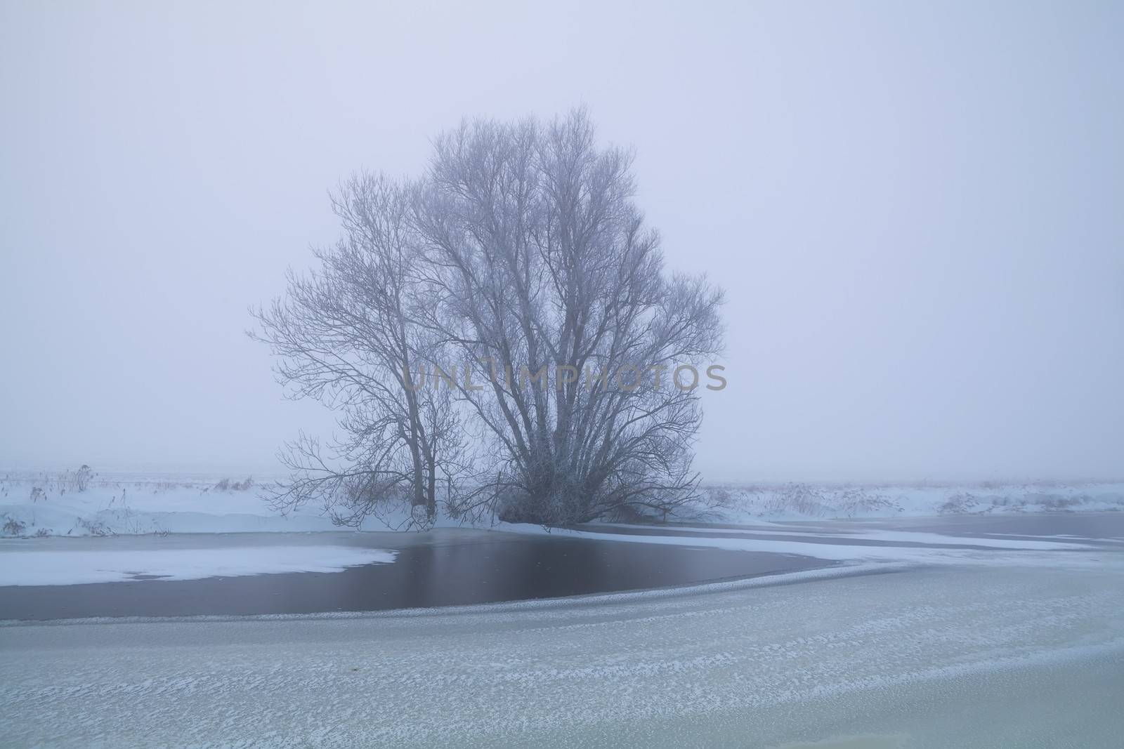 tree by frozen lake in winter fog by catolla